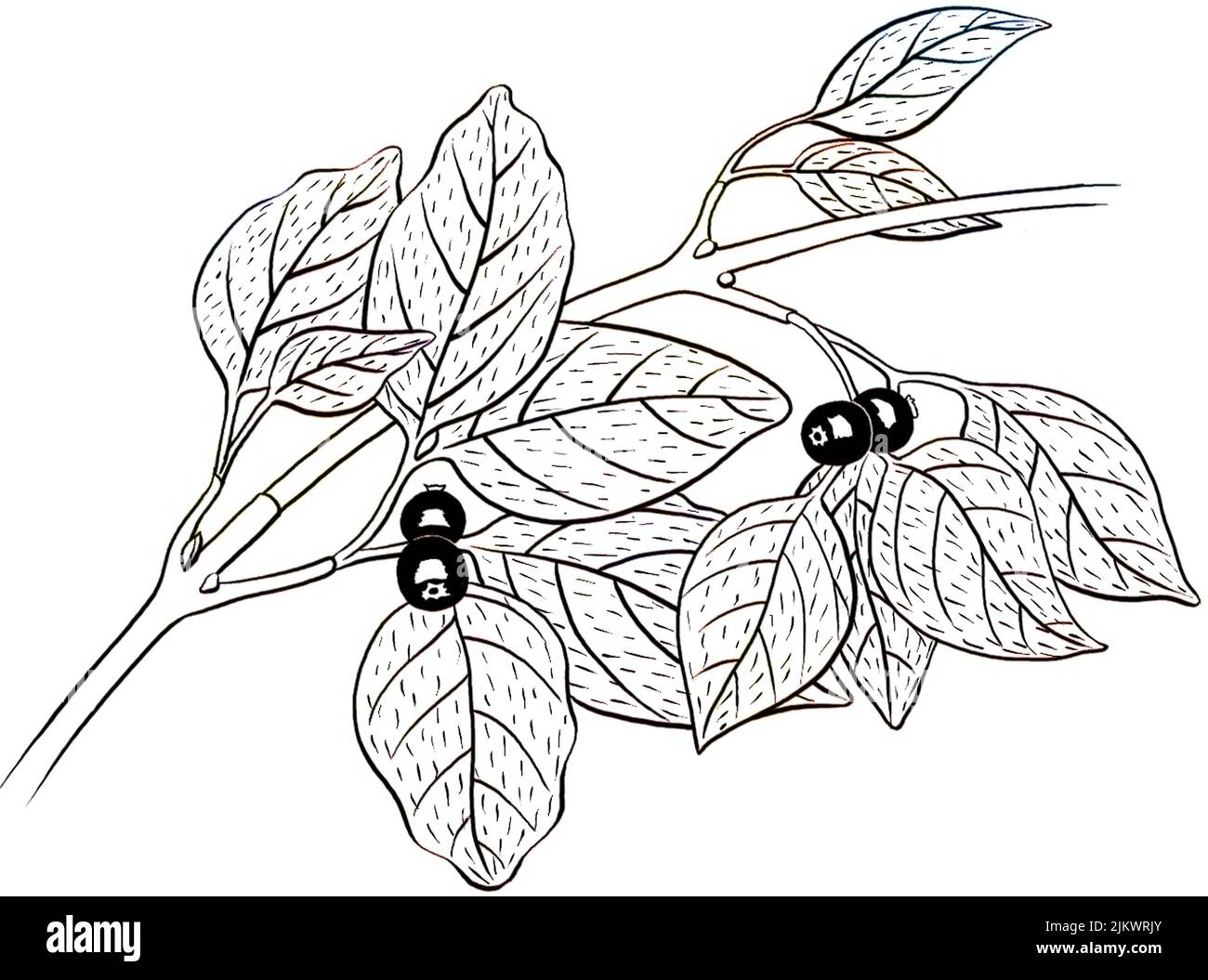 Camberry Blatt isoliert auf weißem Hintergrund. Stockfoto