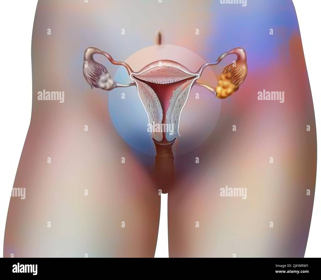 Anteriore Ansicht der weiblichen Genitalien mit Vagina, Gebärmutter, Eileiter, Eierstöcken. Stockfoto