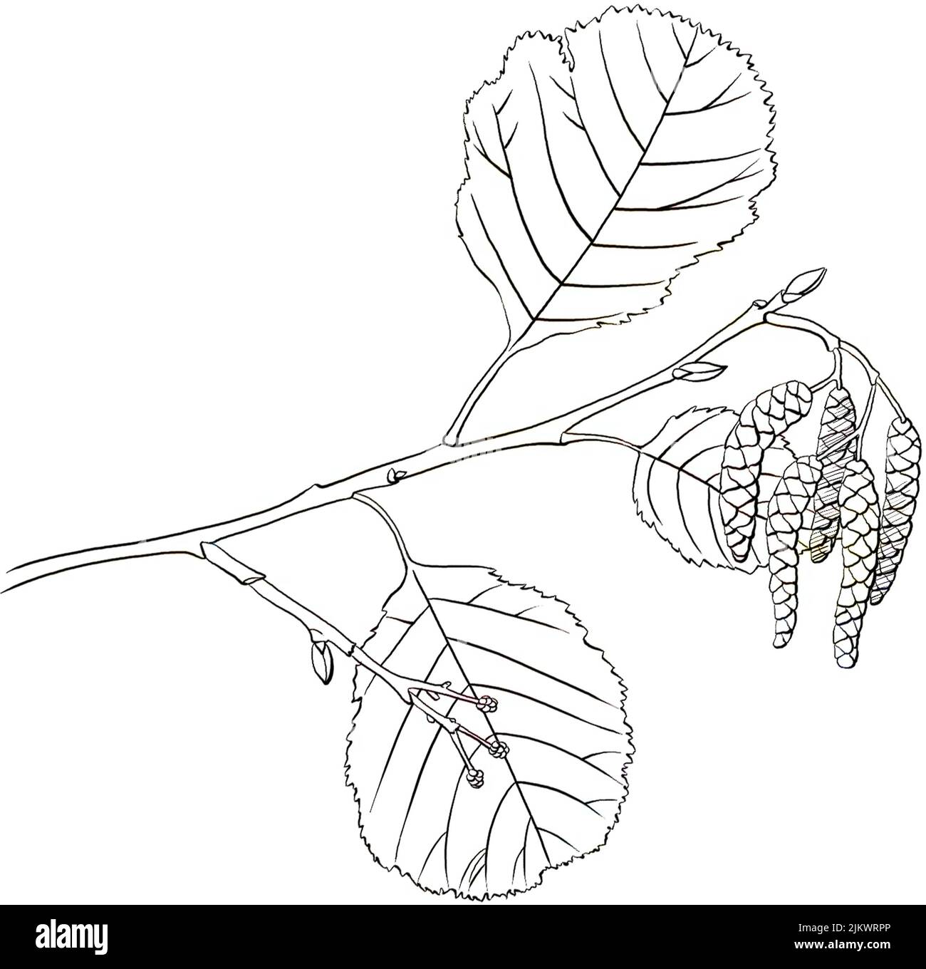 Erlenblätter und Blumen isoliert auf weißem Hintergrund. Stockfoto