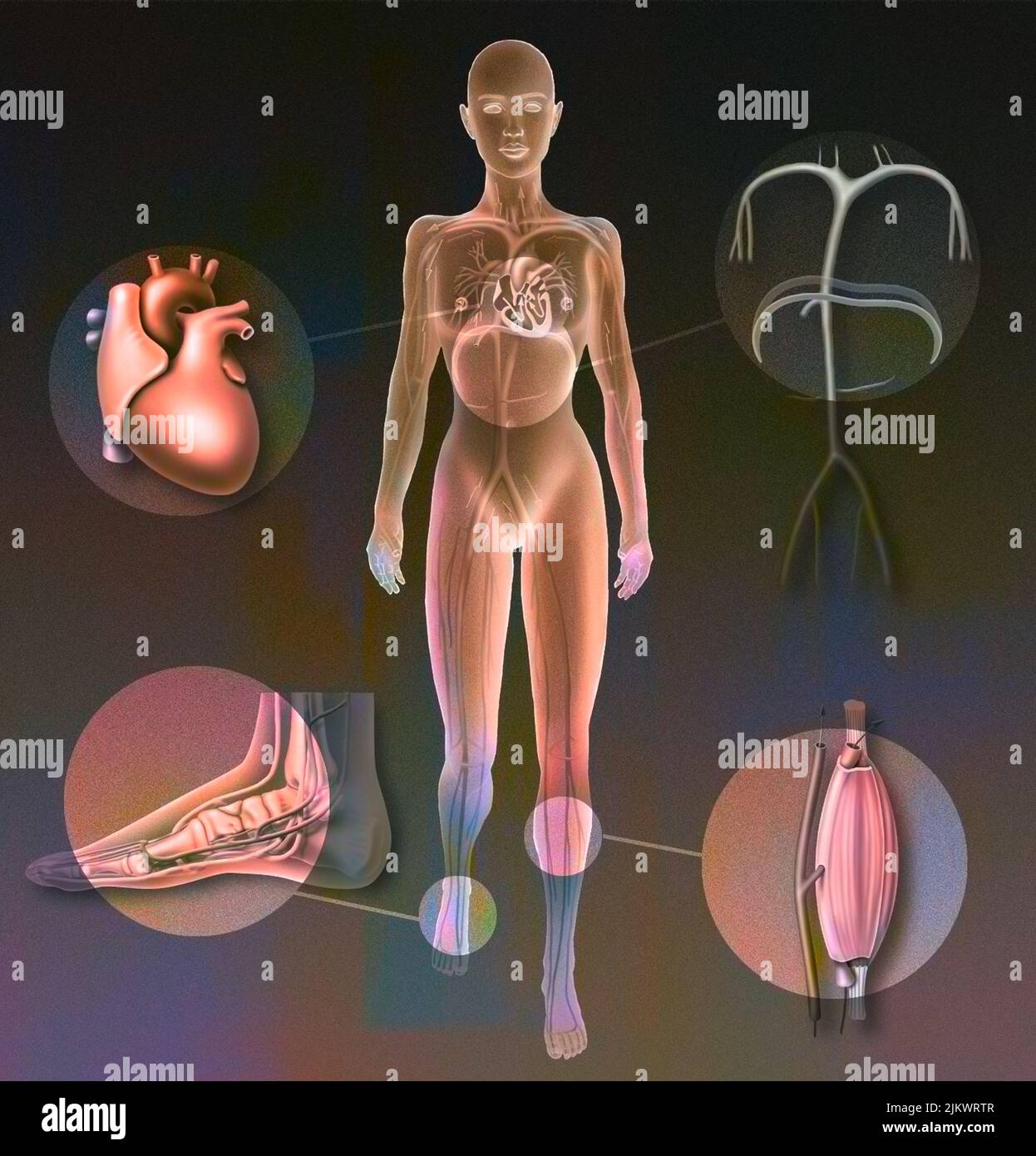 Pumpen, die die Durchblutung ermöglichen: Herz-, Plantar-, Muskel-, Zwerchfellpumpe. Stockfoto