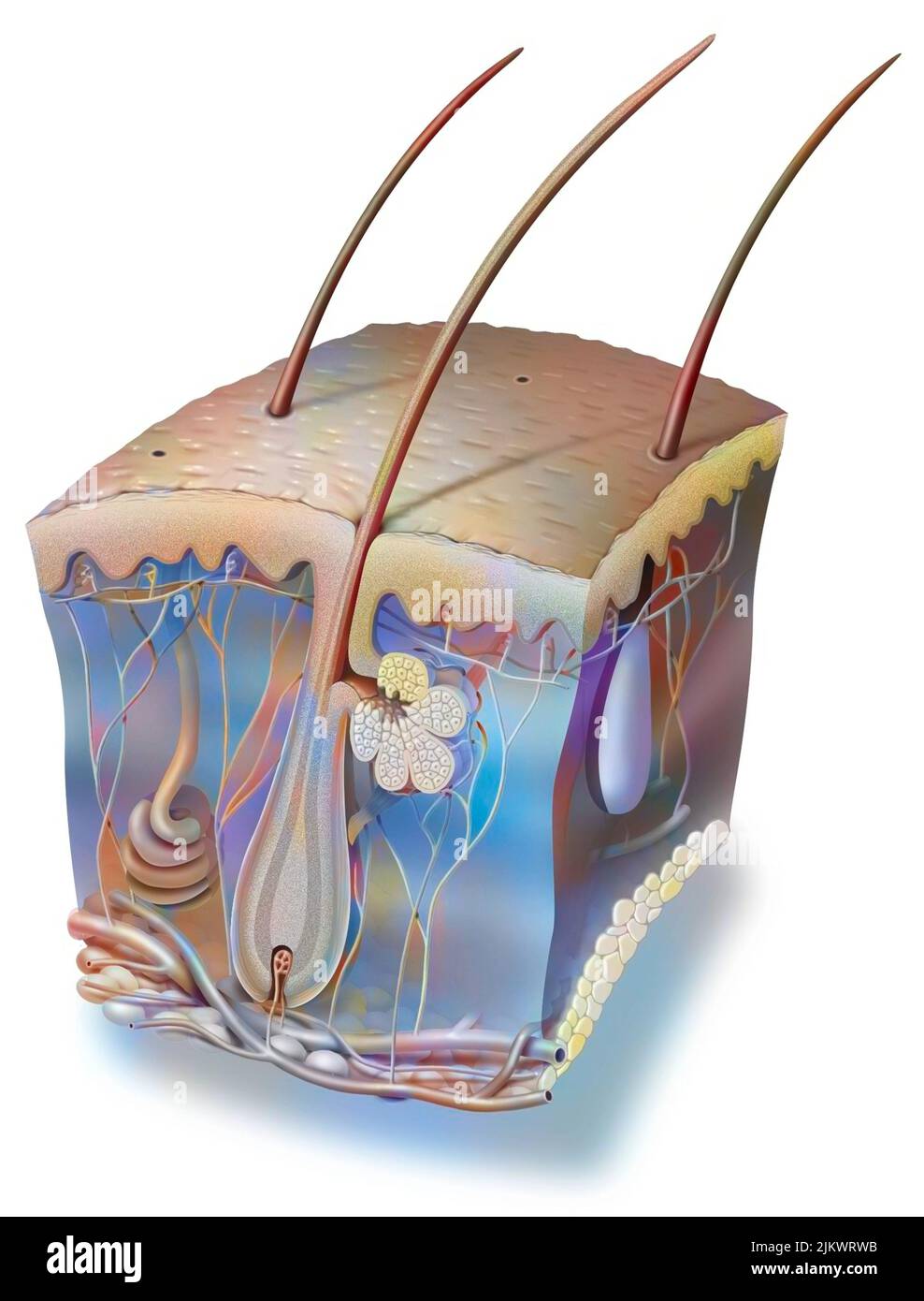 Schnitt der Haut, die die Struktur der Haut mit Haaren zeigt (integument). Stockfoto Schnitt der Haut, die die Struktur der Haut mit Haaren zeigt (integument). Stockfoto