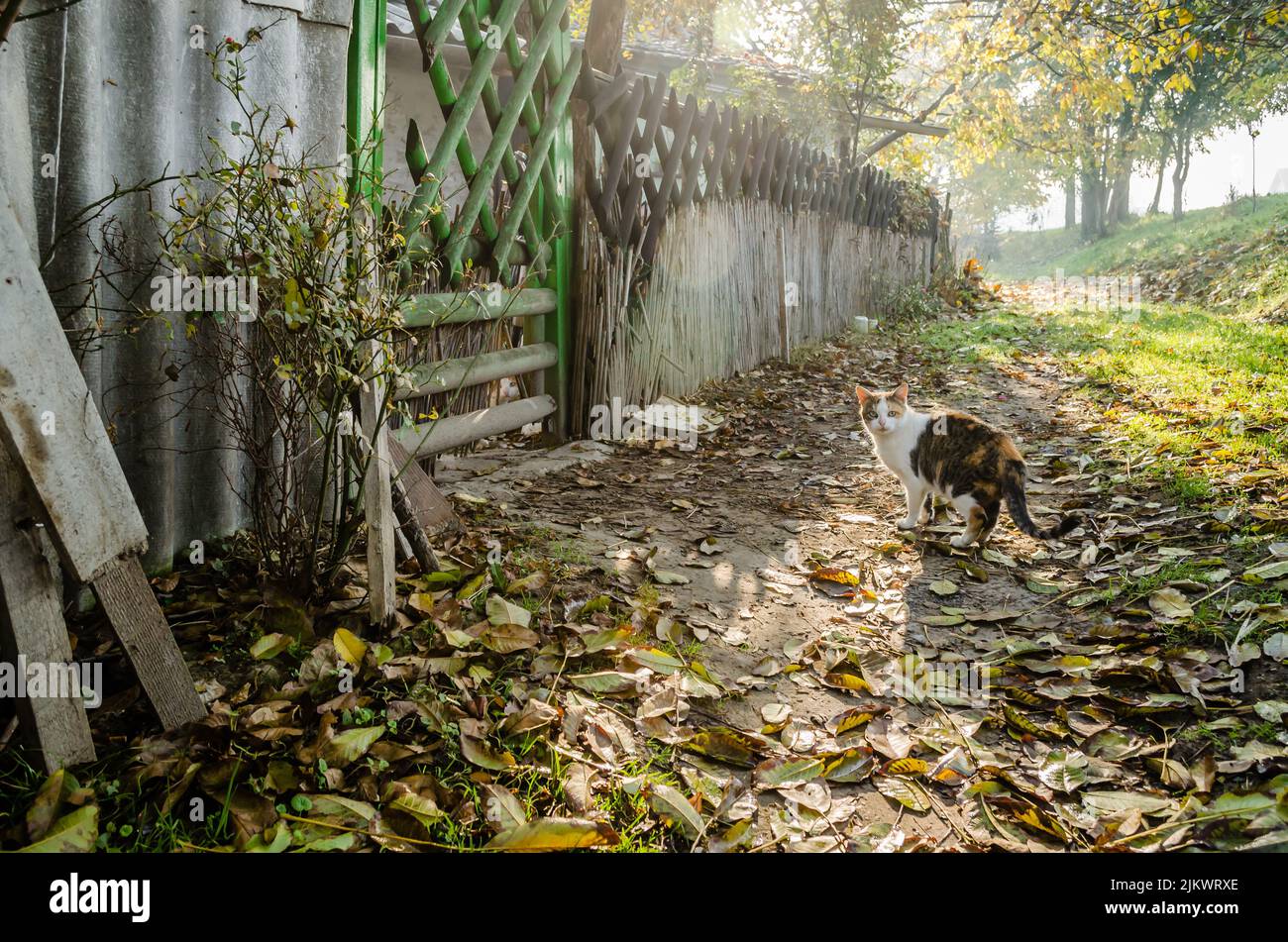 Porträt einer gelb-grau-weißen Katze mit einem bunten Schwanz, in einer natürlichen Umgebung, von der Sonne beleuchtet. Stockfoto