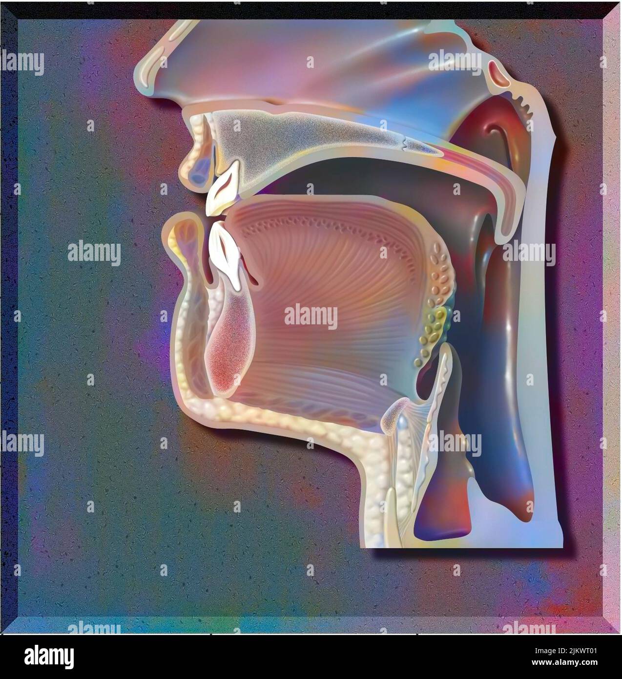 Position des Mundes für die Aussprache von 'T (i)' bei der Phonation. Stockfoto