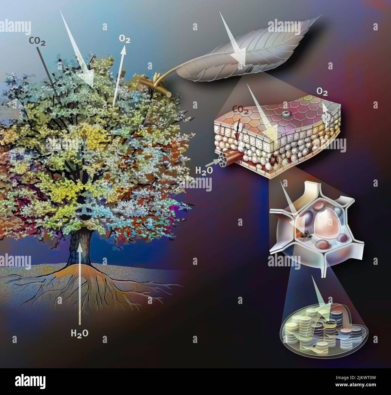Diagramm der Photosynthese des Baumes mit seinen verschiedenen Teilen. Stockfoto