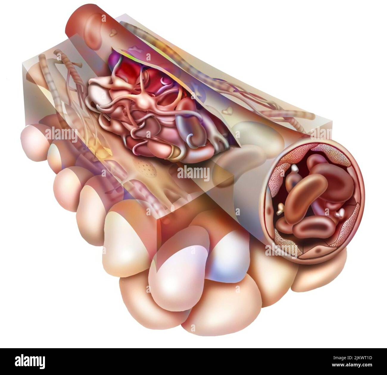 Gerinnungsschritt 1: Nach dem vaskulären Krampf verstopfen die Thrombozyten die Wunde. Stockfoto