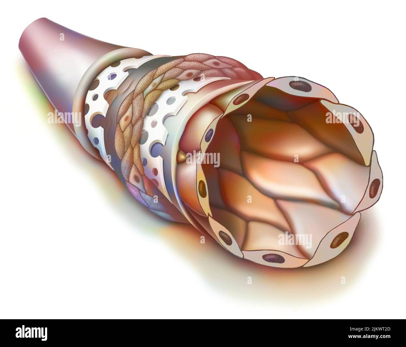 Verschiedene Wände, die eine Arterie bilden: Kollagen und elastische Gewebe, glatte Muskeln. Stockfoto