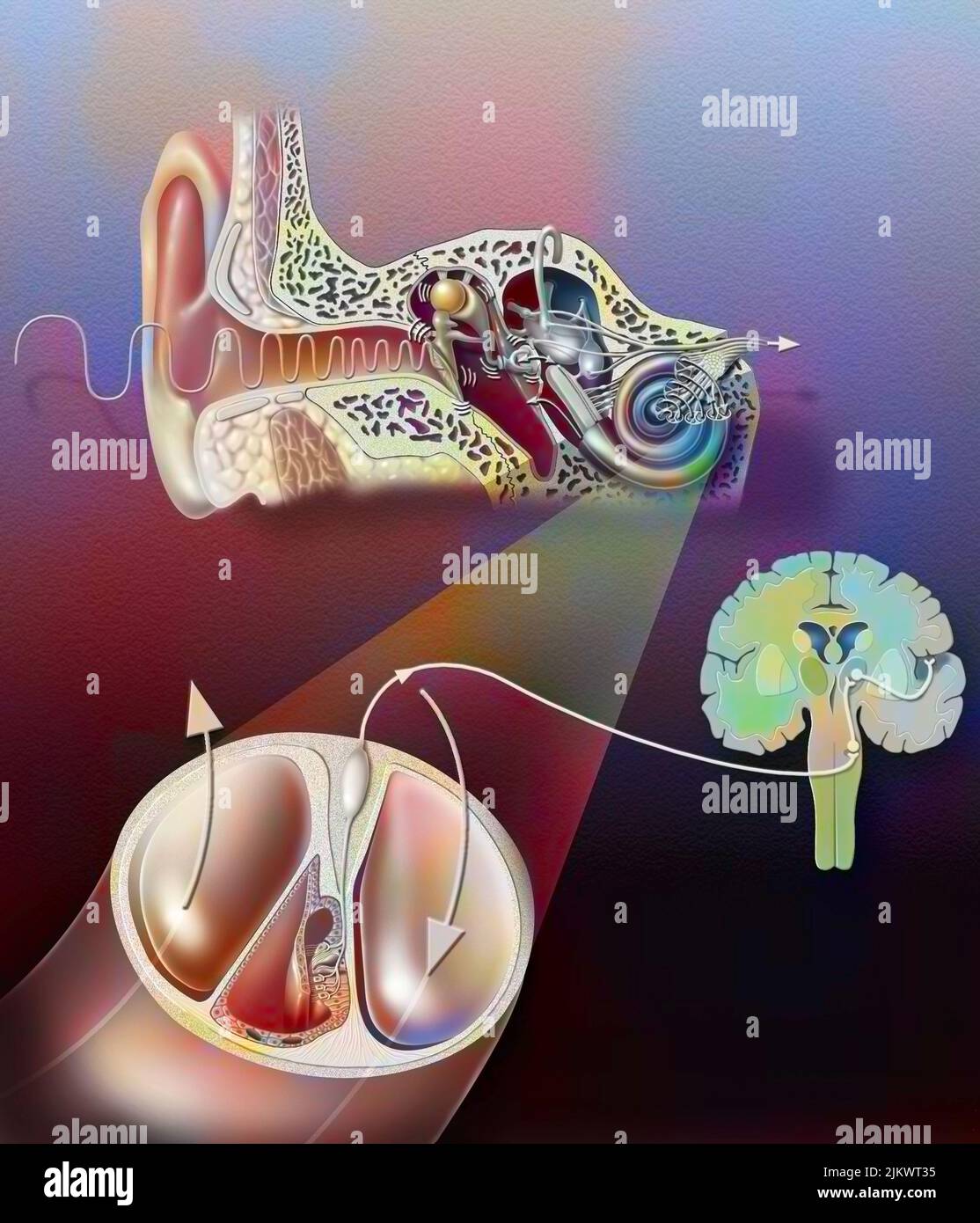 Anatomie des Ohres mit Zoom des Hörorgans. Stockfoto