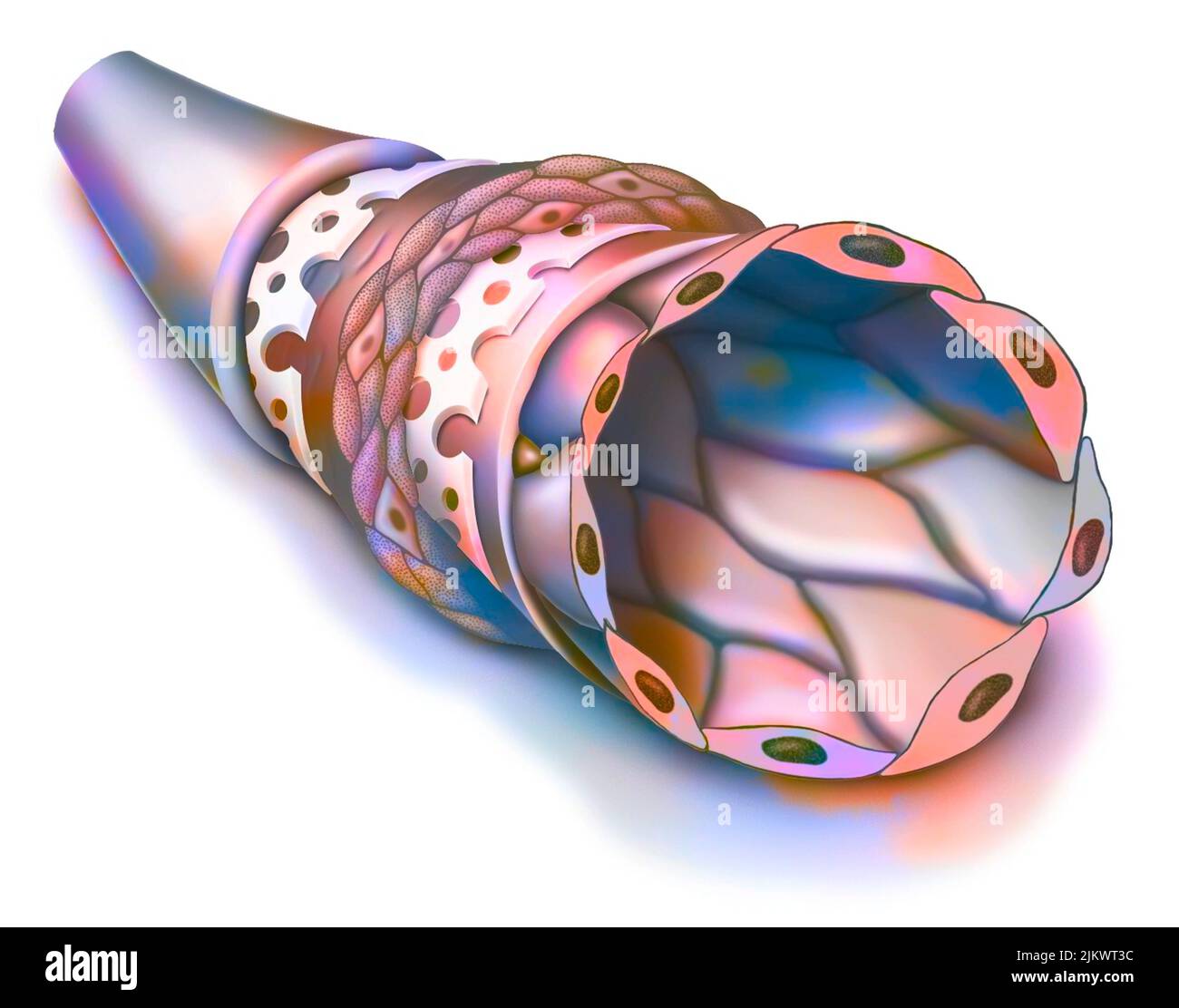 Verschiedene Wände, die eine Arterie bilden: Kollagen und elastische Gewebe, glatte Muskeln. Stockfoto