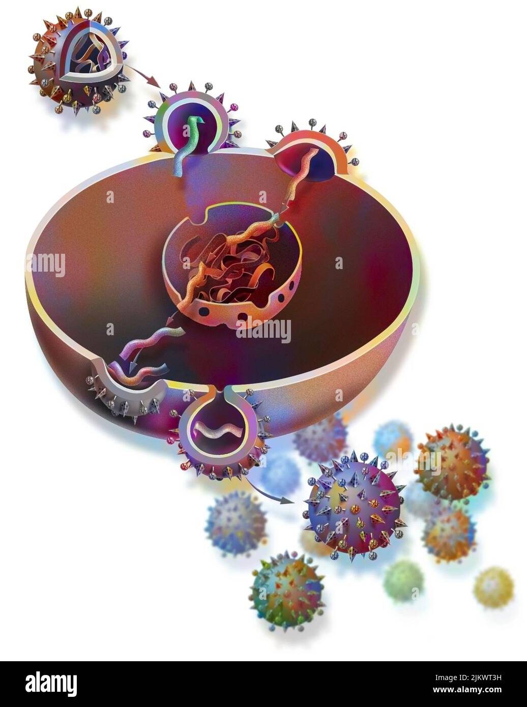 Replikation des Influenza-Virus aus einer Wirtszelle. Stockfoto