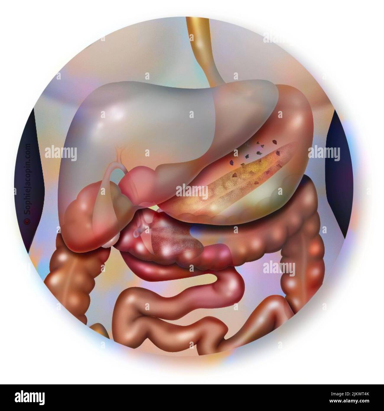Leber und ihr Beitrag mit benachbarten Organen: Magen, Darm. Stockfoto