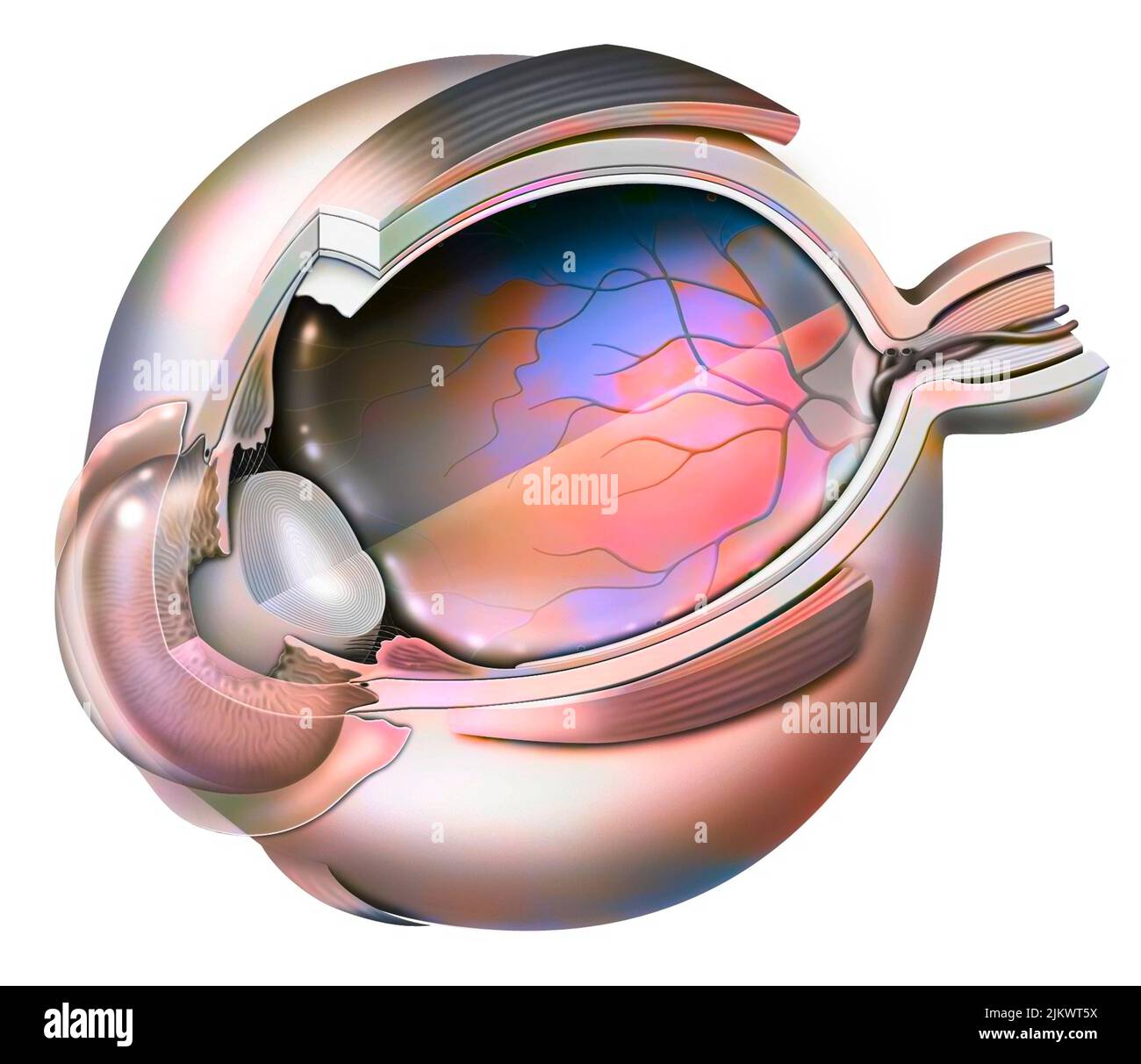 Augenanatomie mit Glaskörper-Transparenz-Effekt. Stockfoto