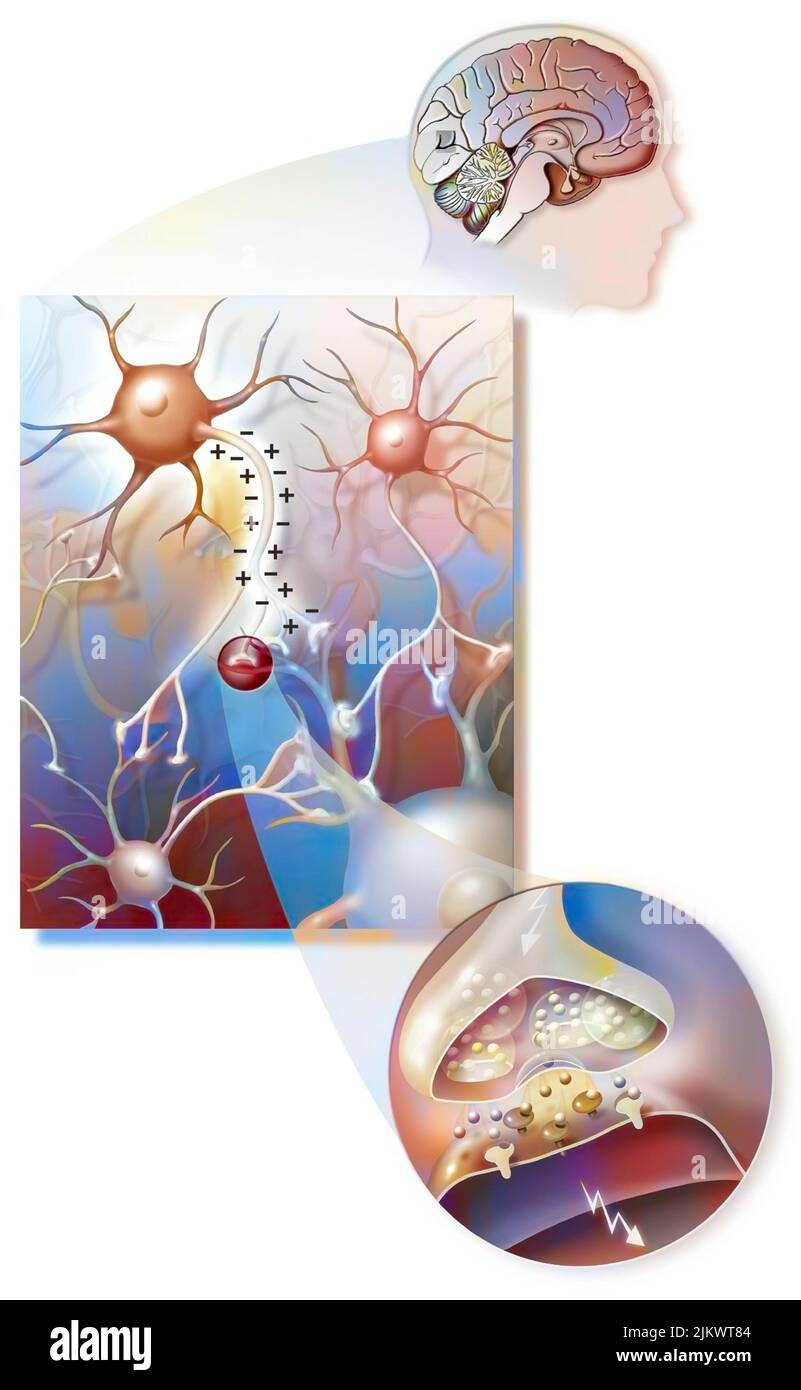 Übertragung von Nervenimpulsen im Gehirn von einem Neuron zum anderen. Stockfoto