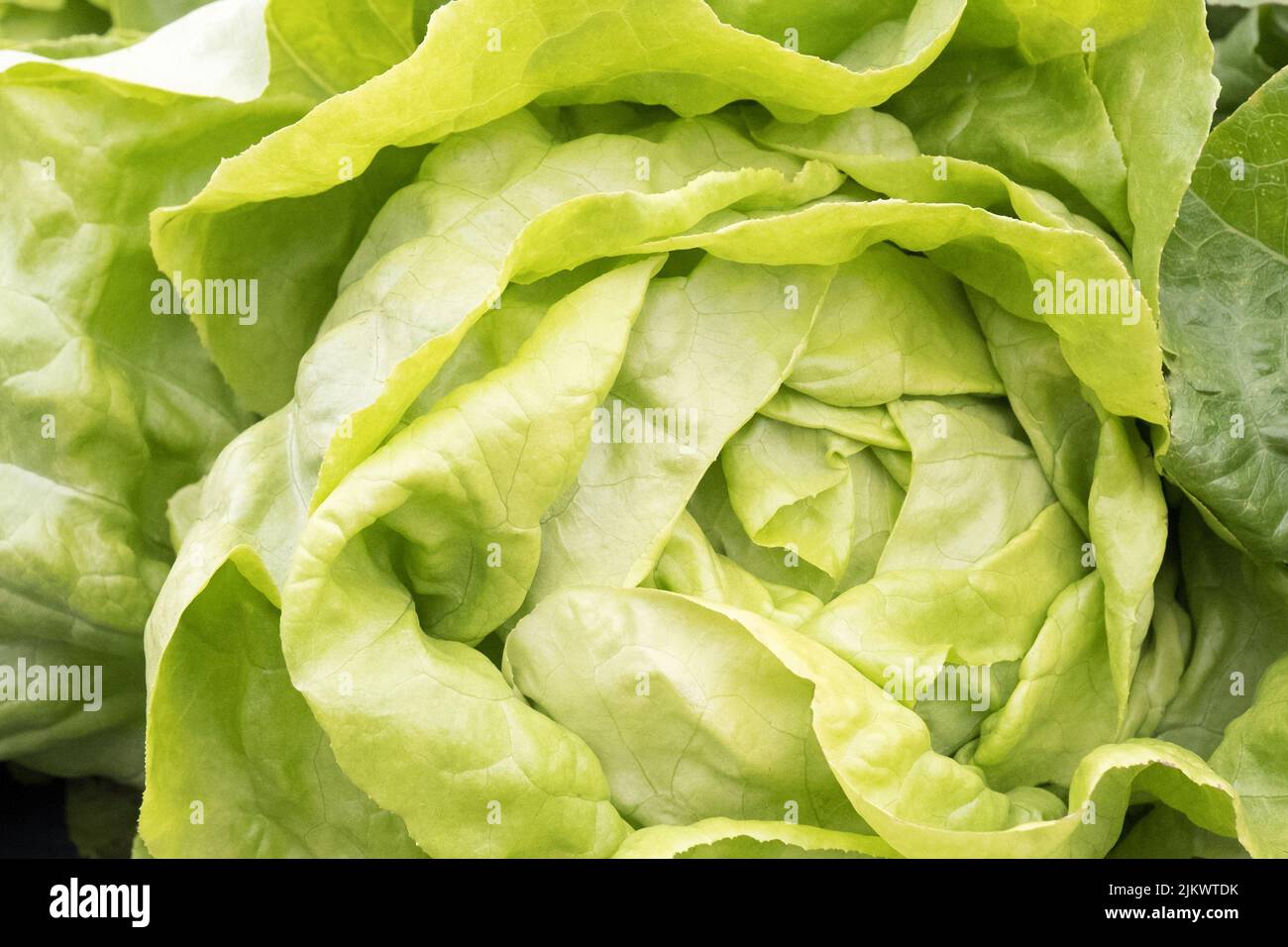 Knackiger grüner Salat, ein gesundes Essen Stockfoto