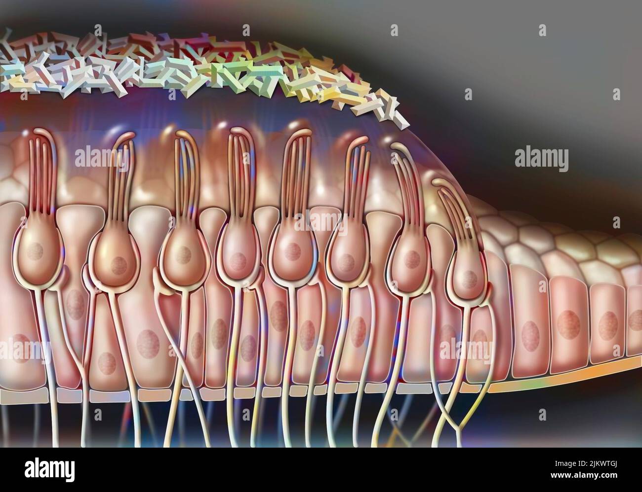 Anatomie der Makula, die die Zellen zeigt (Ziliate, Stützen). Stockfoto