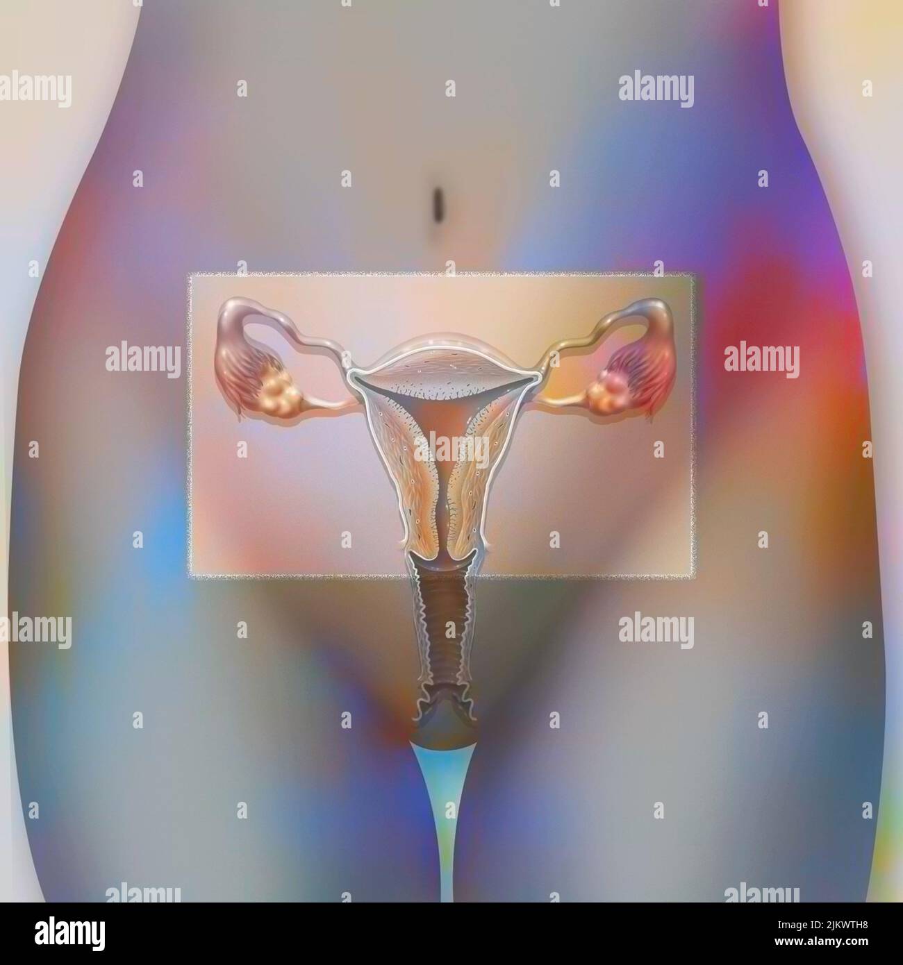 Innere Genitalien bestehend aus Vagina, Gebärmutter, Röhren, Eierstöcken. Stockfoto