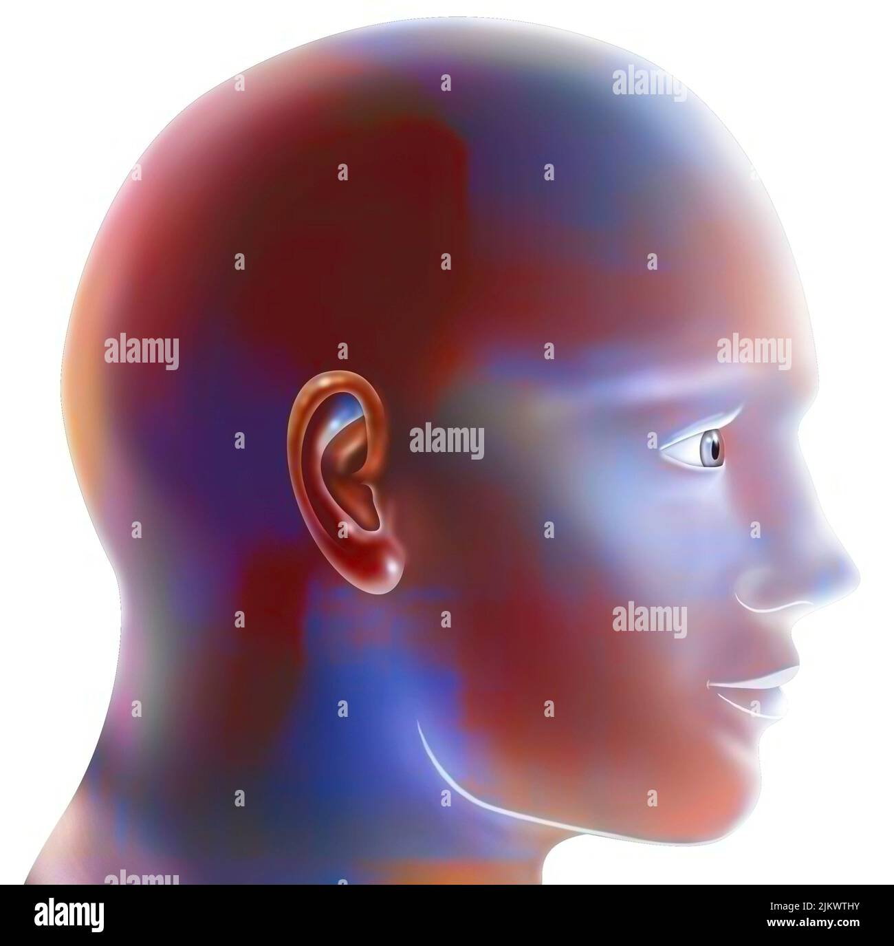 Kopf eines Mannes im Profil auf weißem Hintergrund. Stockfoto