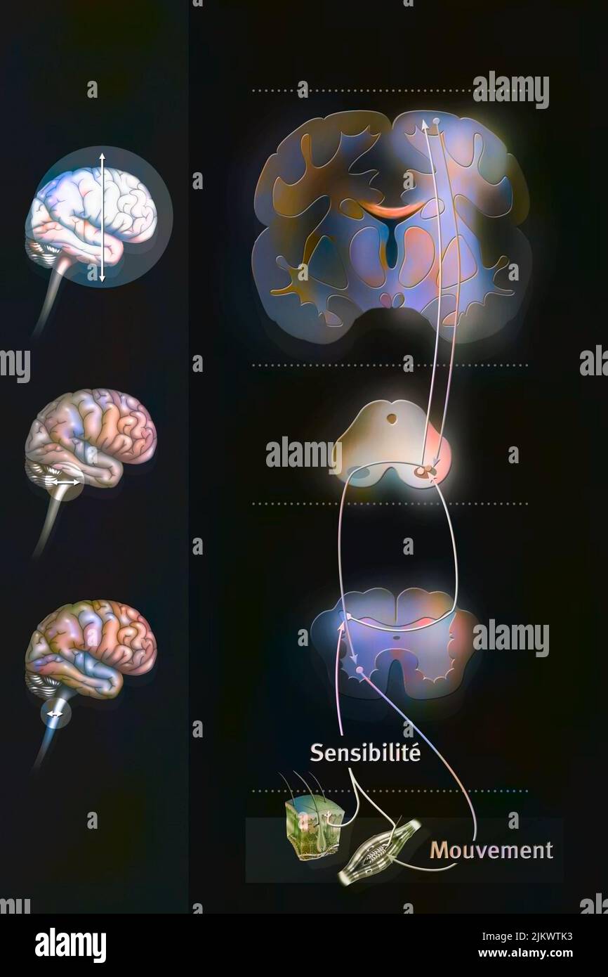 Sensomotorische Schleife: Steuerung des Gehirns, um Empfindungen mit motorischen Reaktionen zu verbinden. Stockfoto