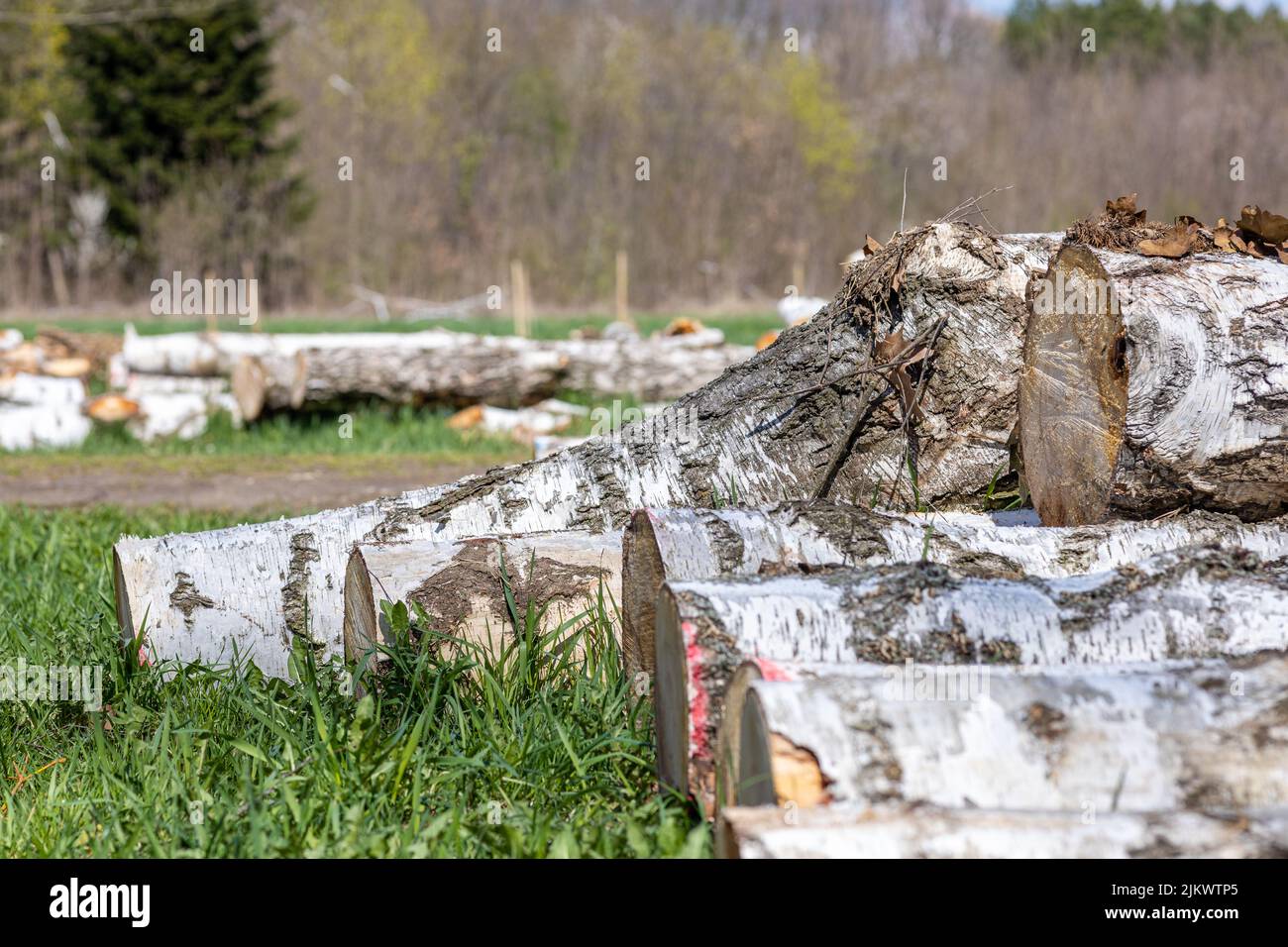 Ein Stapel von Holzstämmen für Brennholz auf dem Gras Stockfoto