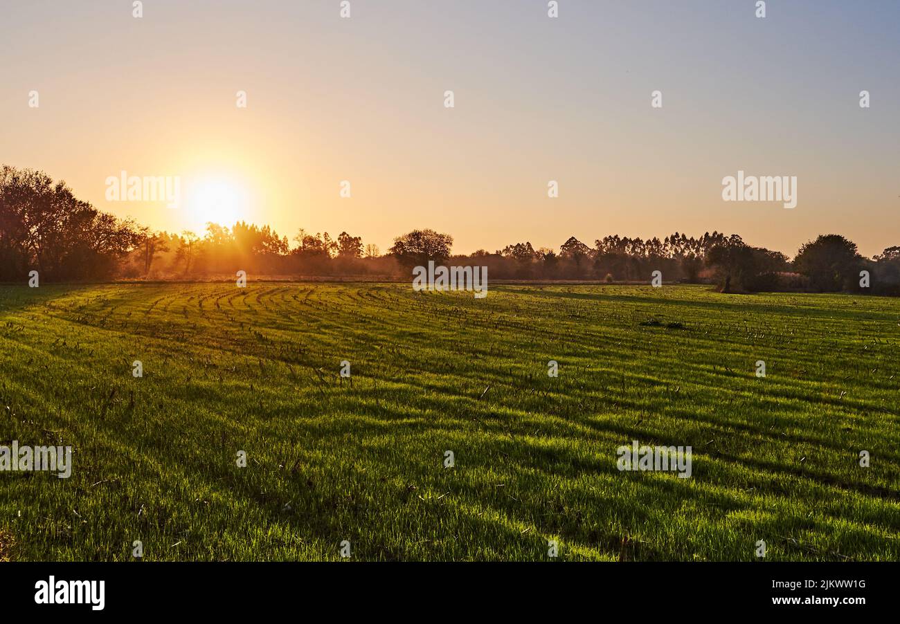 Ein Blick auf ein schönes Feld mit frischem, grünem Gras bei Sonnenuntergang mit Strahlen, die überall erleuchten Stockfoto