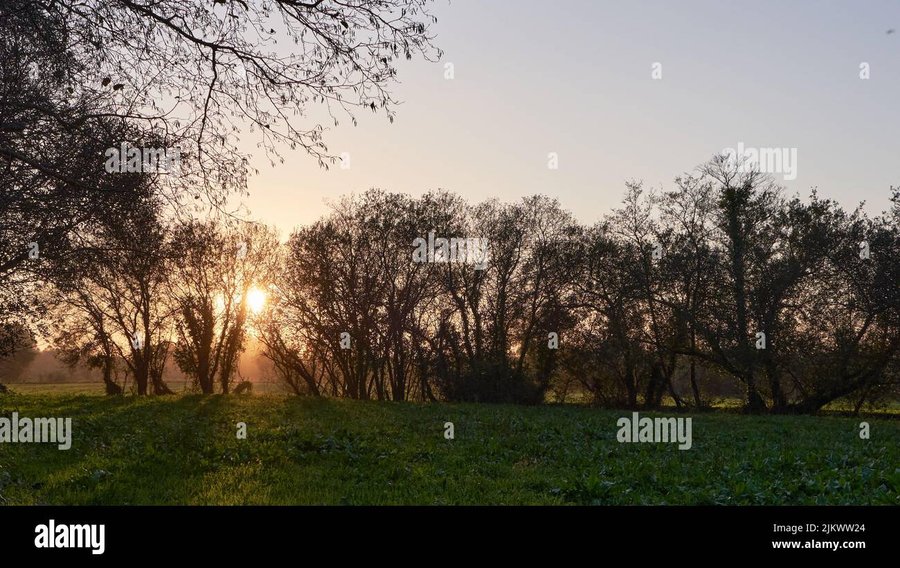 Ein Blick auf ein schönes Feld mit frischem, grünem Gras und Bäumen bei Sonnenuntergang mit leuchtenden Strahlen Stockfoto