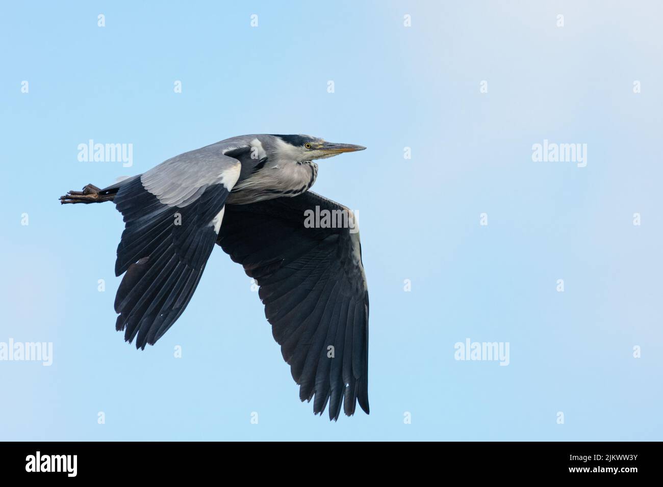 Graureiher (Ardea cinerea), der über dem Fluss Tay, Perthshire, Schottland, Großbritannien fliegt. Stockfoto