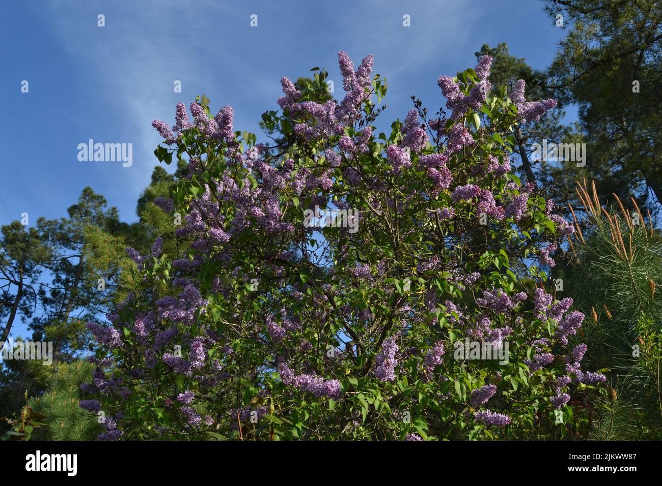 Eine Nahaufnahme von blühenden Syringa vulgaris Blumen auf dem Hintergrund des Himmels Stockfoto