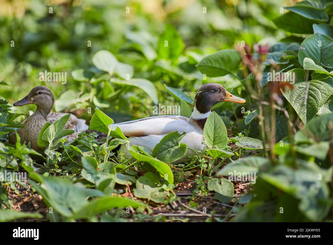 Eine Nahaufnahme von zwei Enten, die an einem sonnigen Tag mit verschwommenem Hintergrund unter grünen Pflanzen im Park auf dem Boden sitzen Stockfoto