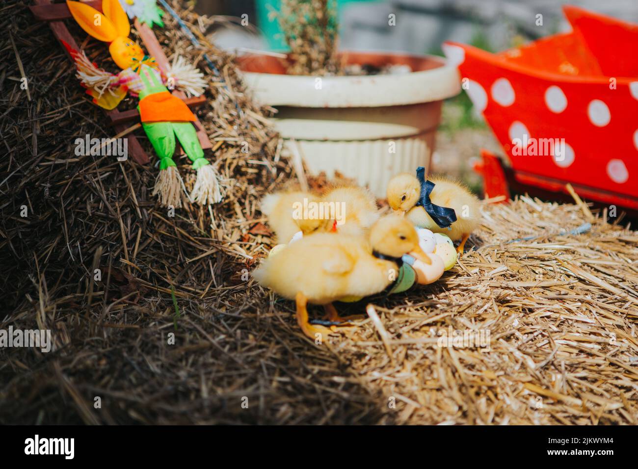 Eine Nahaufnahme von Küken im getrockneten Gras, verziert mit bunten Eiern zu Ostern Stockfoto