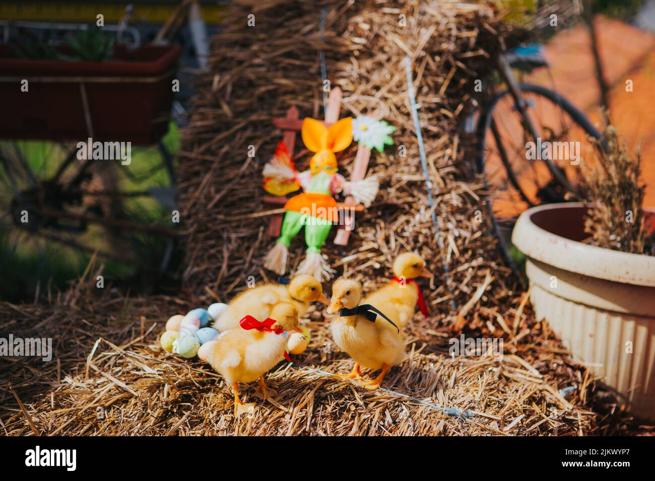 Eine Nahaufnahme von Küken im getrockneten Gras, verziert mit bunten Eiern zu Ostern Stockfoto