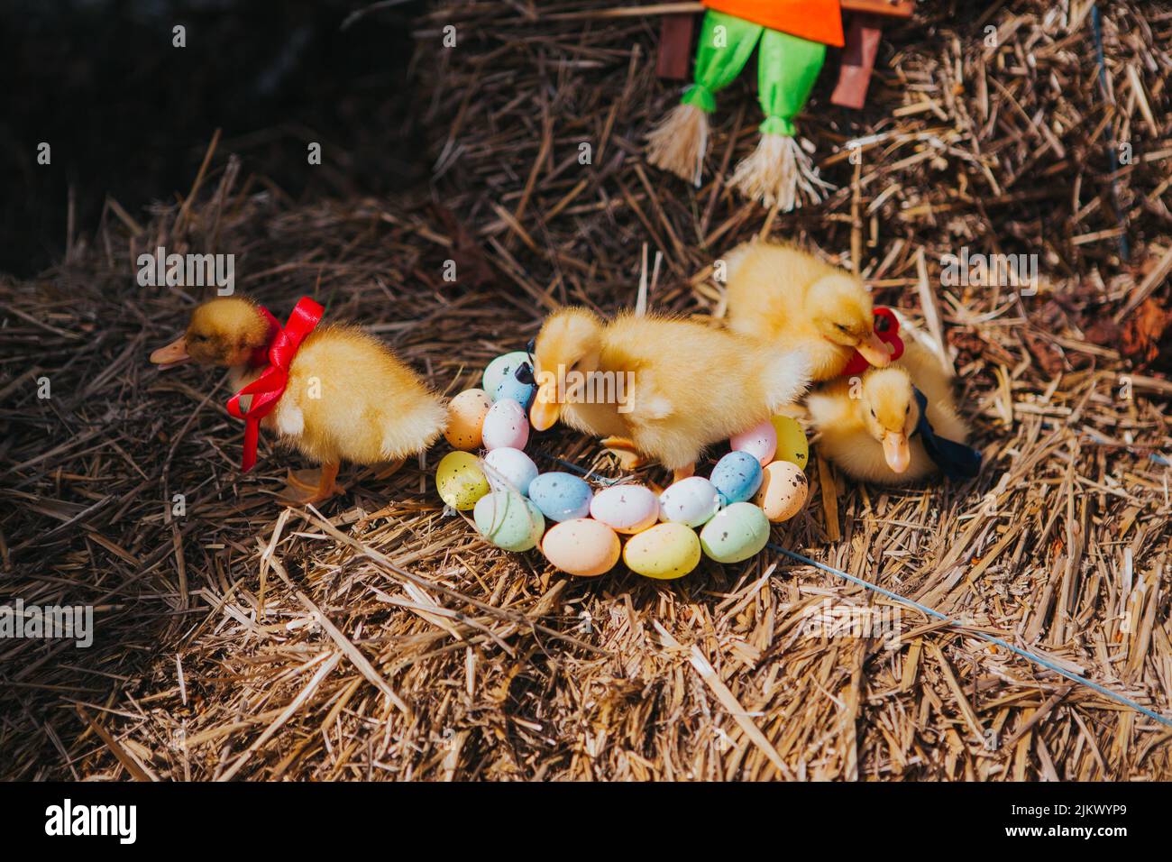 Eine Nahaufnahme von Küken im getrockneten Gras, verziert mit bunten Eiern zu Ostern Stockfoto