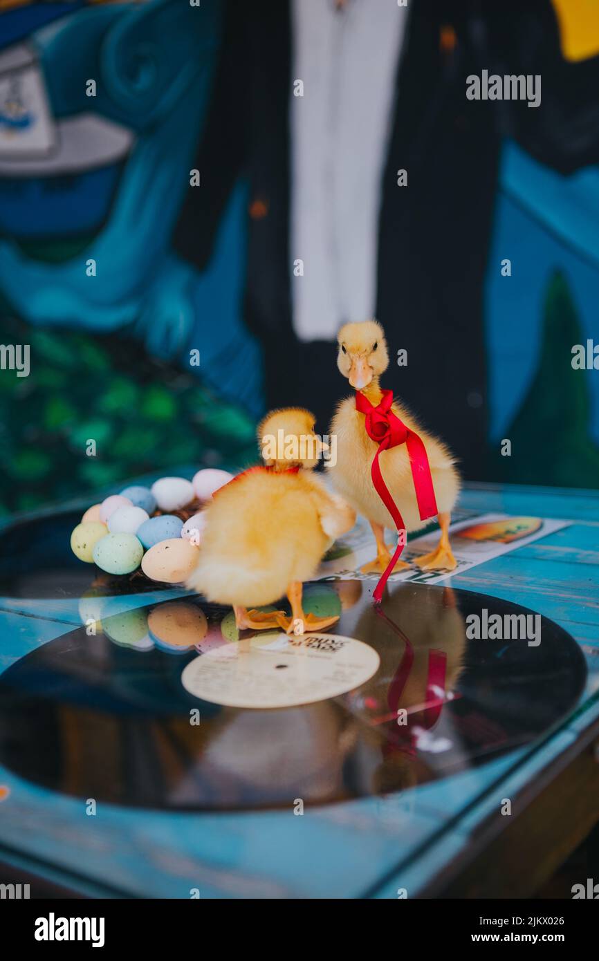 Eine vertikale Nahaufnahme von Küken auf Vinyl-Schallplatten, die zu Ostern mit bunten Eiern verziert sind Stockfoto