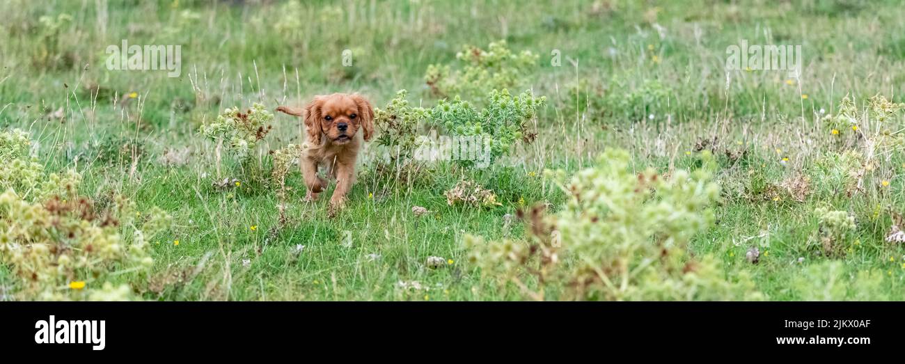 Ein Hund Kavalier König Charles, Porträt eines niedlichen Welpen in einem Feld laufen Stockfoto