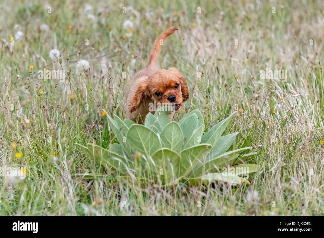 Ein Hund Kavalier König Charles, Porträt eines niedlichen Welpen in einem Feld im Sommer Stockfoto