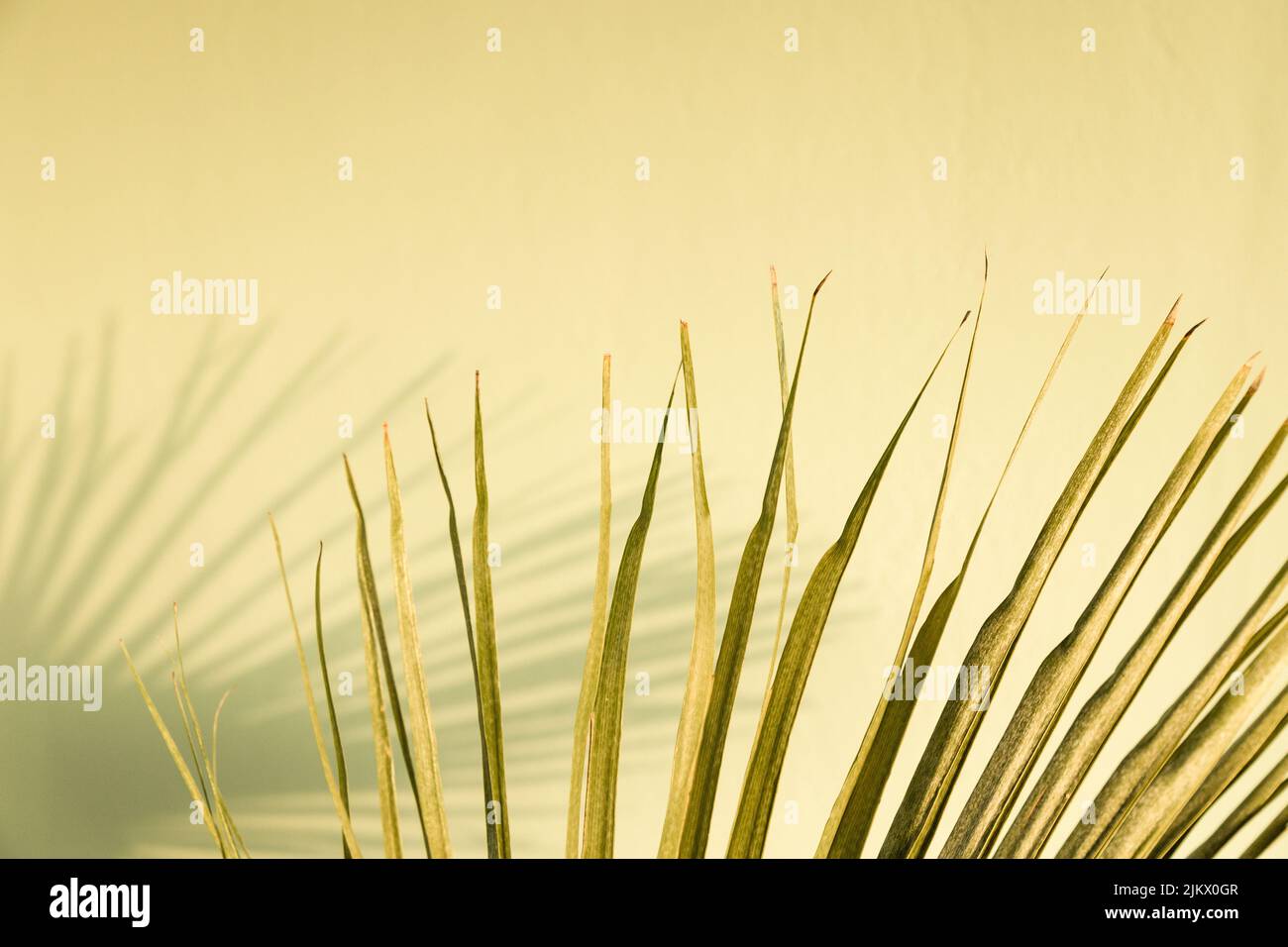 Grünes Palmenblatt mit geringer Sättigung und verschwommenem Schatten an der grünen Stuckwand. Minimalistischer Sommer tropischen Pflanzen Hintergrund. Schäbige Innenausstattung Stockfoto