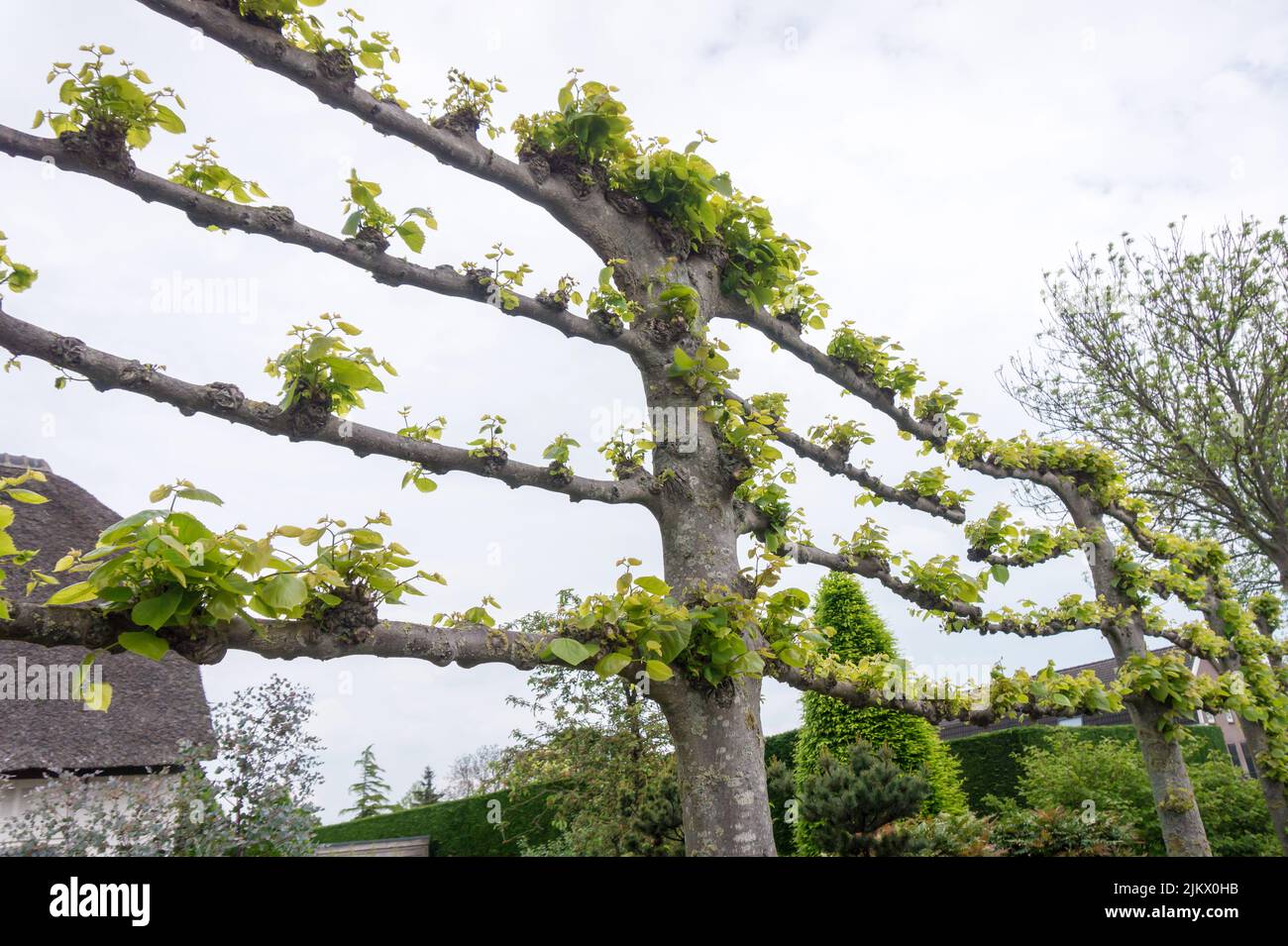 Espalier Linden Tree, trainierte geformte Lindenbäume in den Niederlanden im Frühjahr Stockfoto