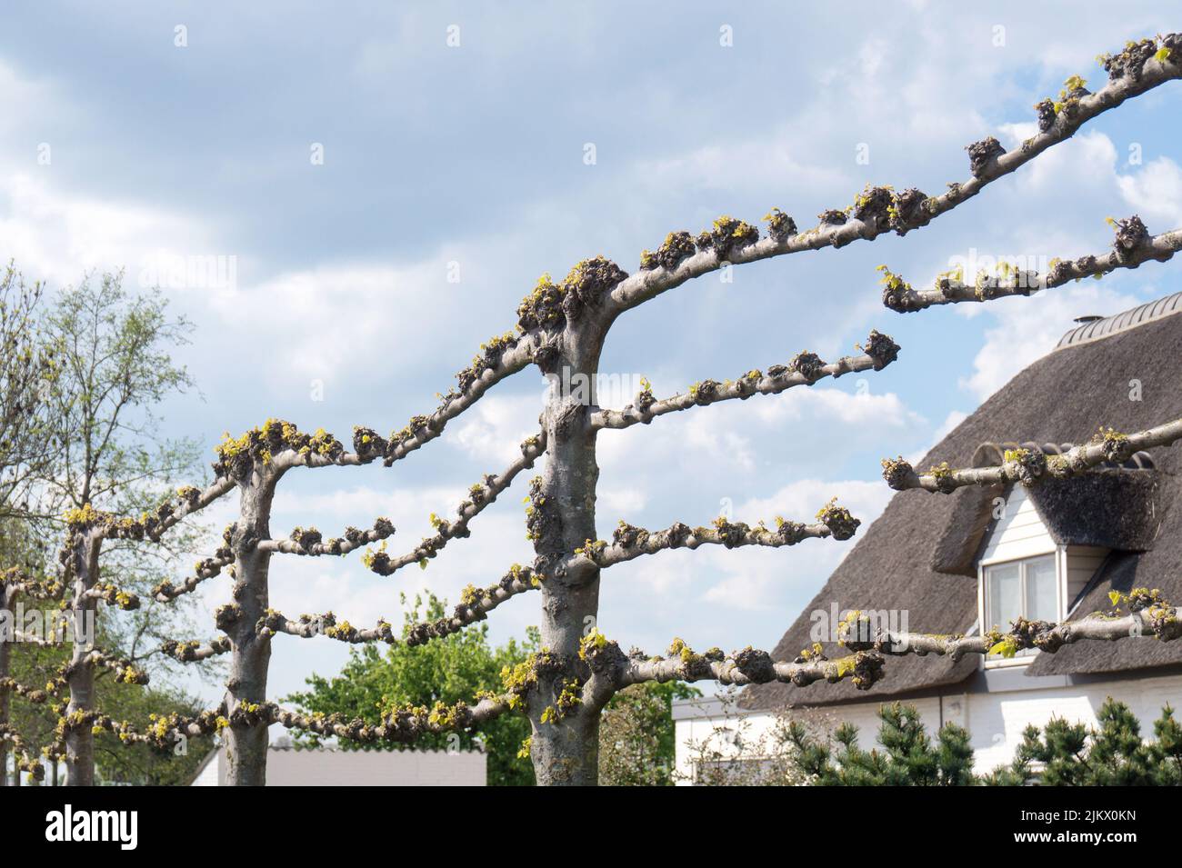 Espalier Lime Tree, ausgebildete Linden oder Basswood Bäume im Frühjahr Stockfoto