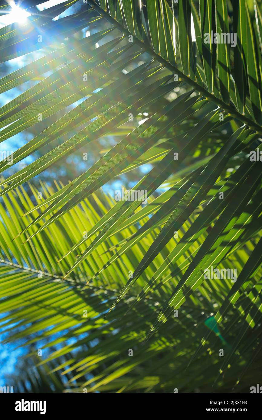 Iluminierte Palmenblätter mit Sonnenstrahlen gegen den blauen Himmel. Sonnenwurf Palmblatt Stockfoto