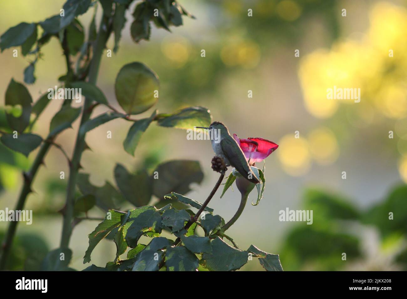 Eine Nahaufnahme von Costas Kolibri Stockfoto