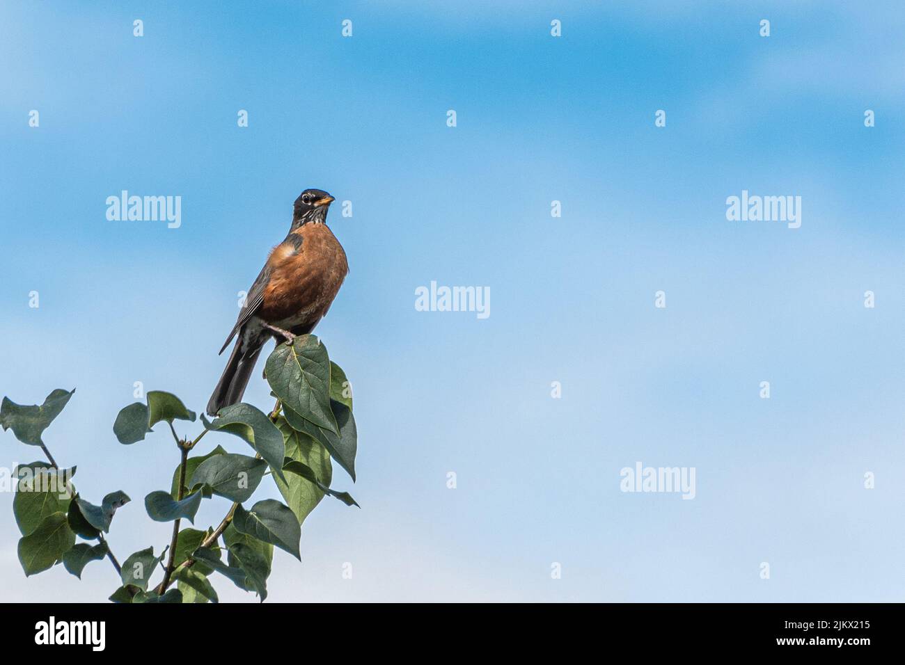 Der Amerikaner Robin sitzt auf einem dünnen Ast oben auf einem Baum und schaut sich um. Stockfoto