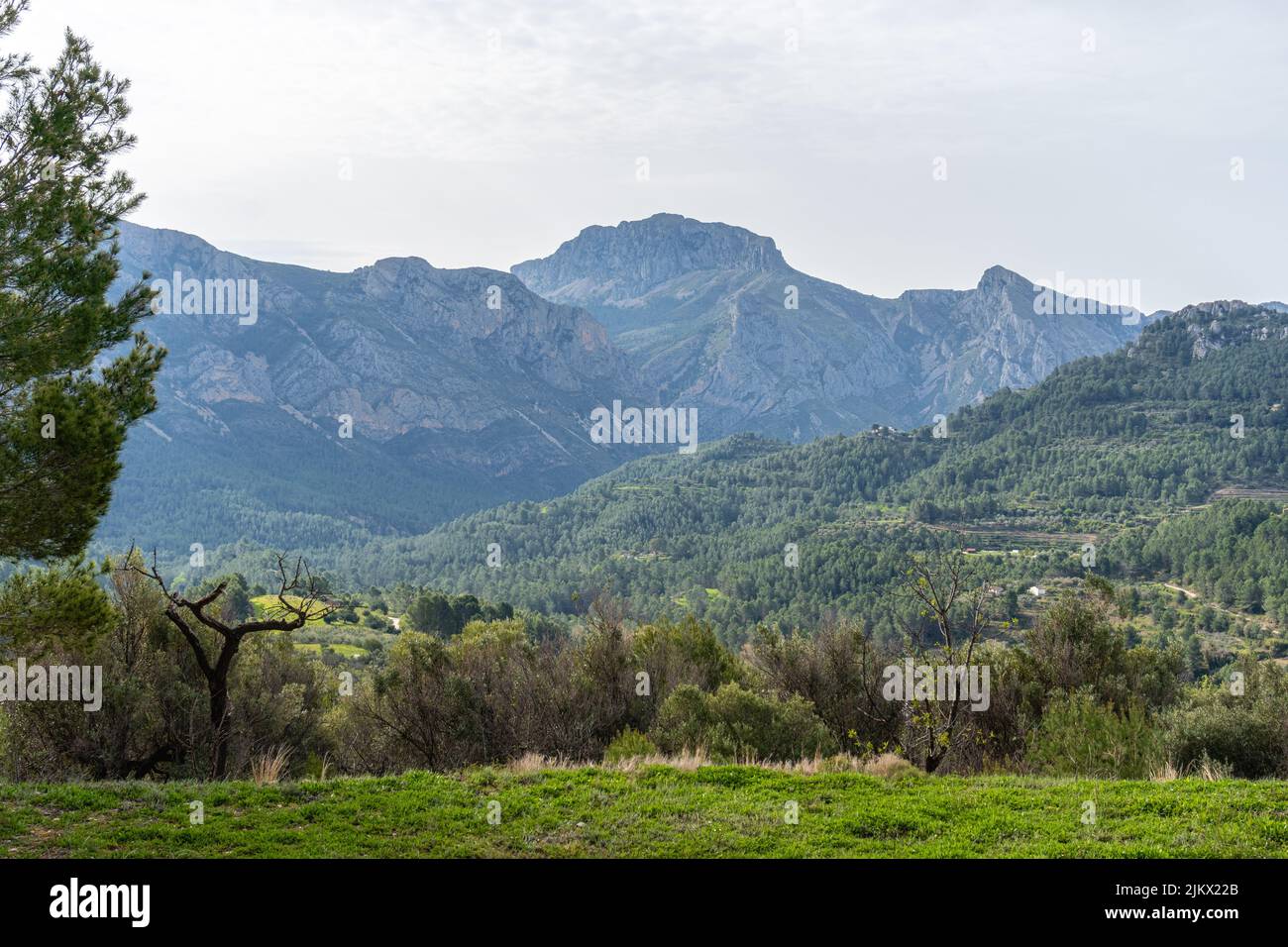 Eine schöne Aufnahme von Bäumen, die auf einem Feld im Hintergrund von Bergen wachsen. Stockfoto