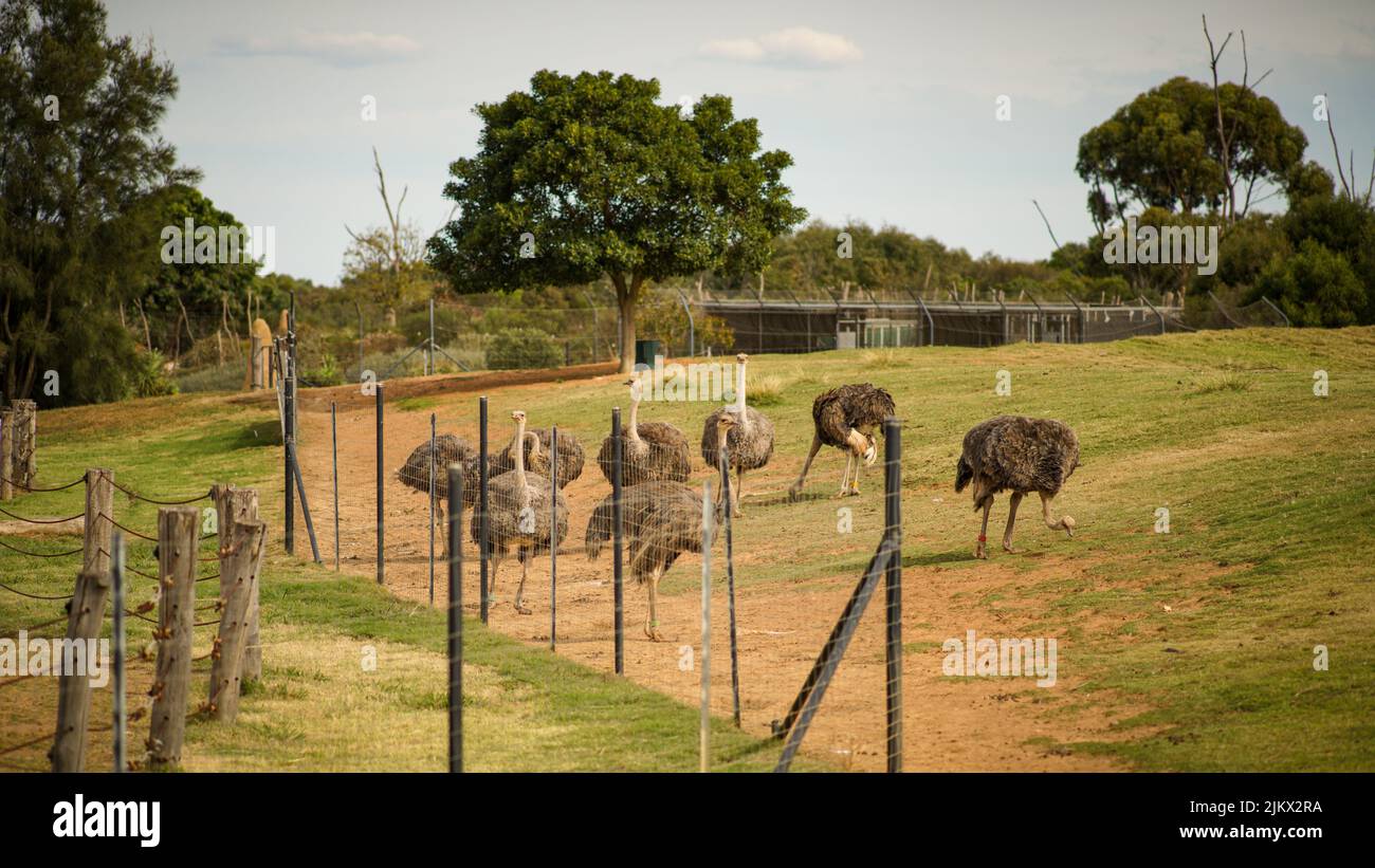 Eine malerische Aussicht auf eine Reihe von Straußen in einem Zoo bei Tageslicht Stockfoto