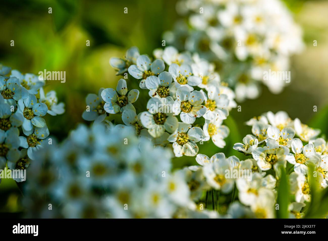 Makrofotografie - Spiraea x vanhouttei Stockfoto