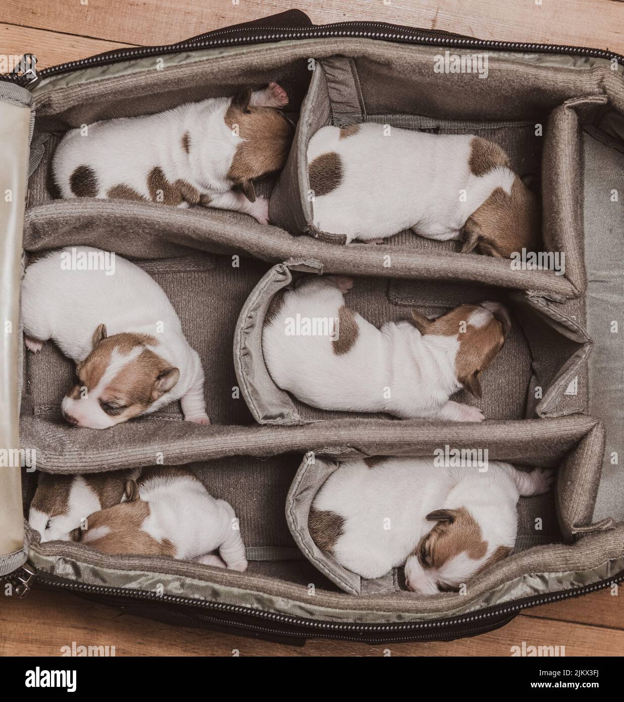 Eine Draufsicht auf sechs entzückende weiße und braune Jack Russel Terrier Welpen, die im Sack schlafen Stockfoto