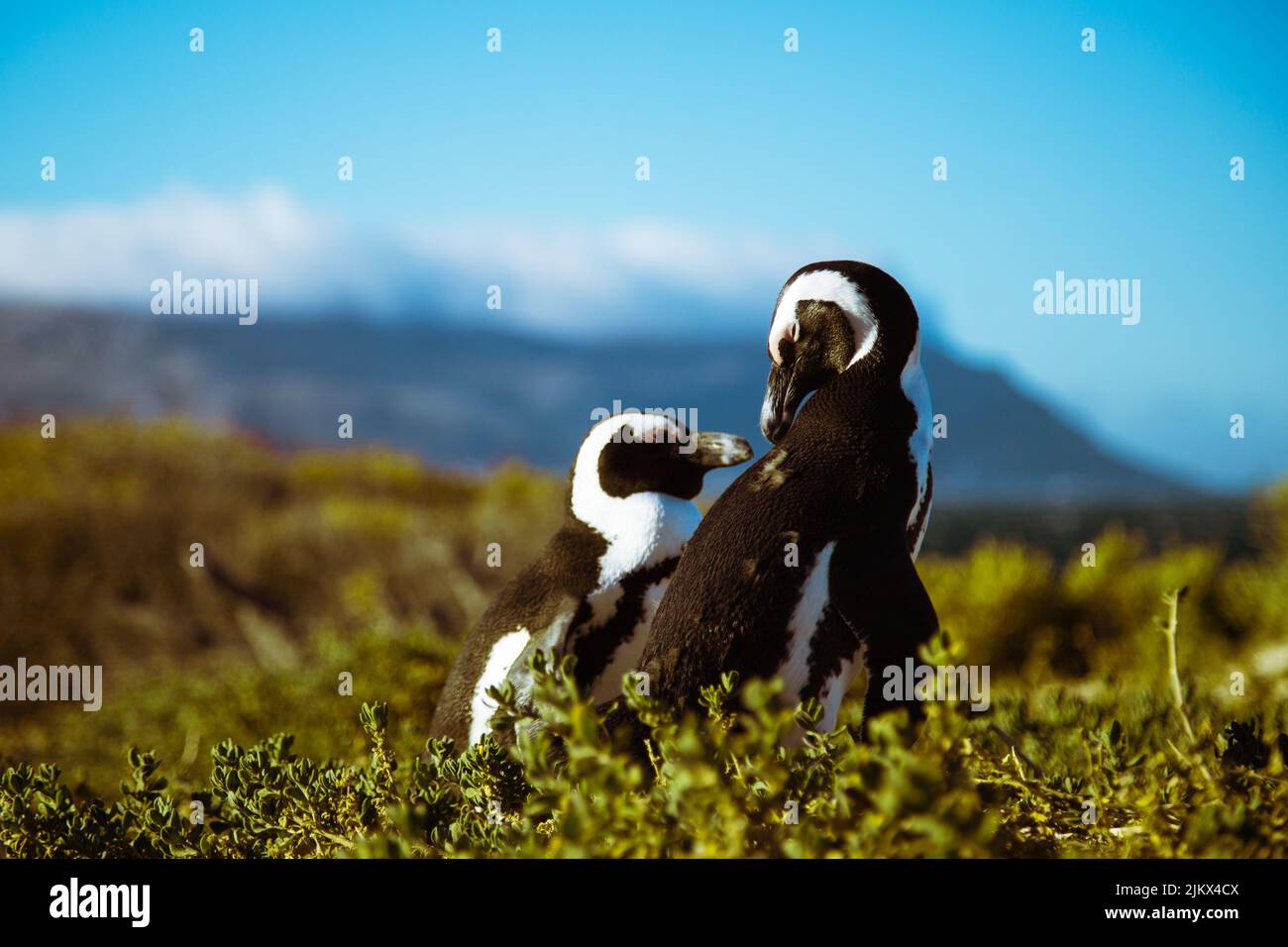 Eine Nahaufnahme von zwei niedlichen Pinguinen, Kapstadt, Südafrika Stockfoto