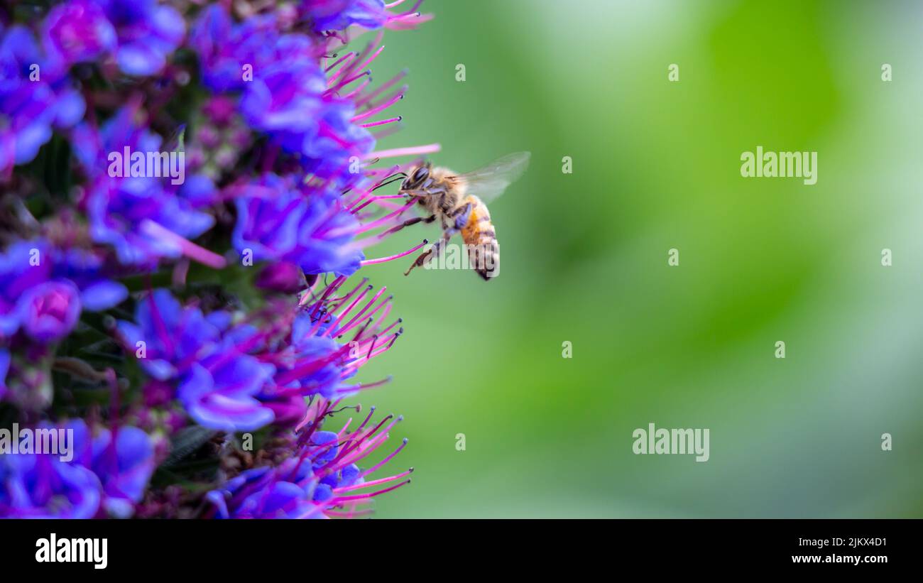 Nahaufnahme einer Biene auf einer Honigpflanze vor verschwommenem Hintergrund Stockfoto