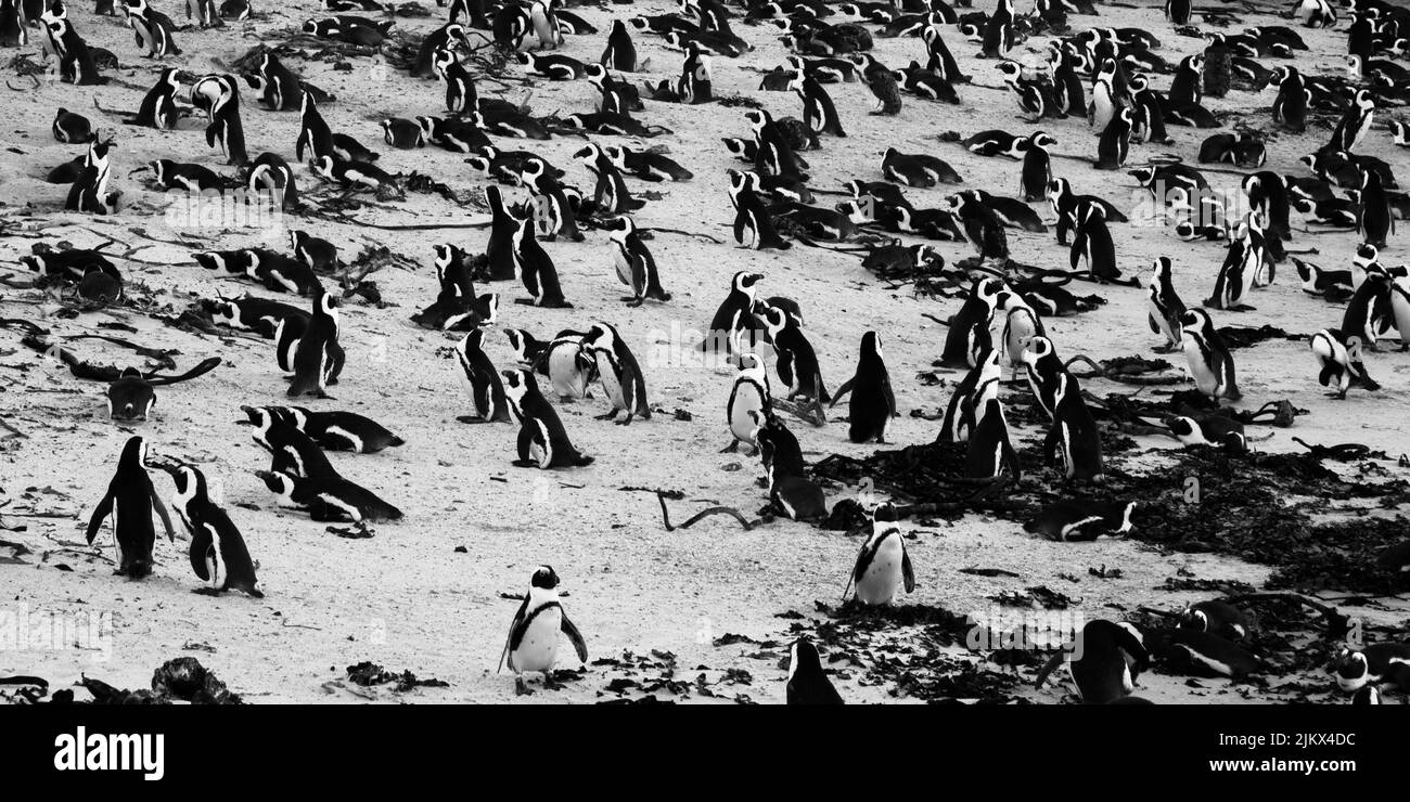 Eine schöne Aufnahme von vielen Pinguinen, Kapstadt, Südafrika Stockfoto
