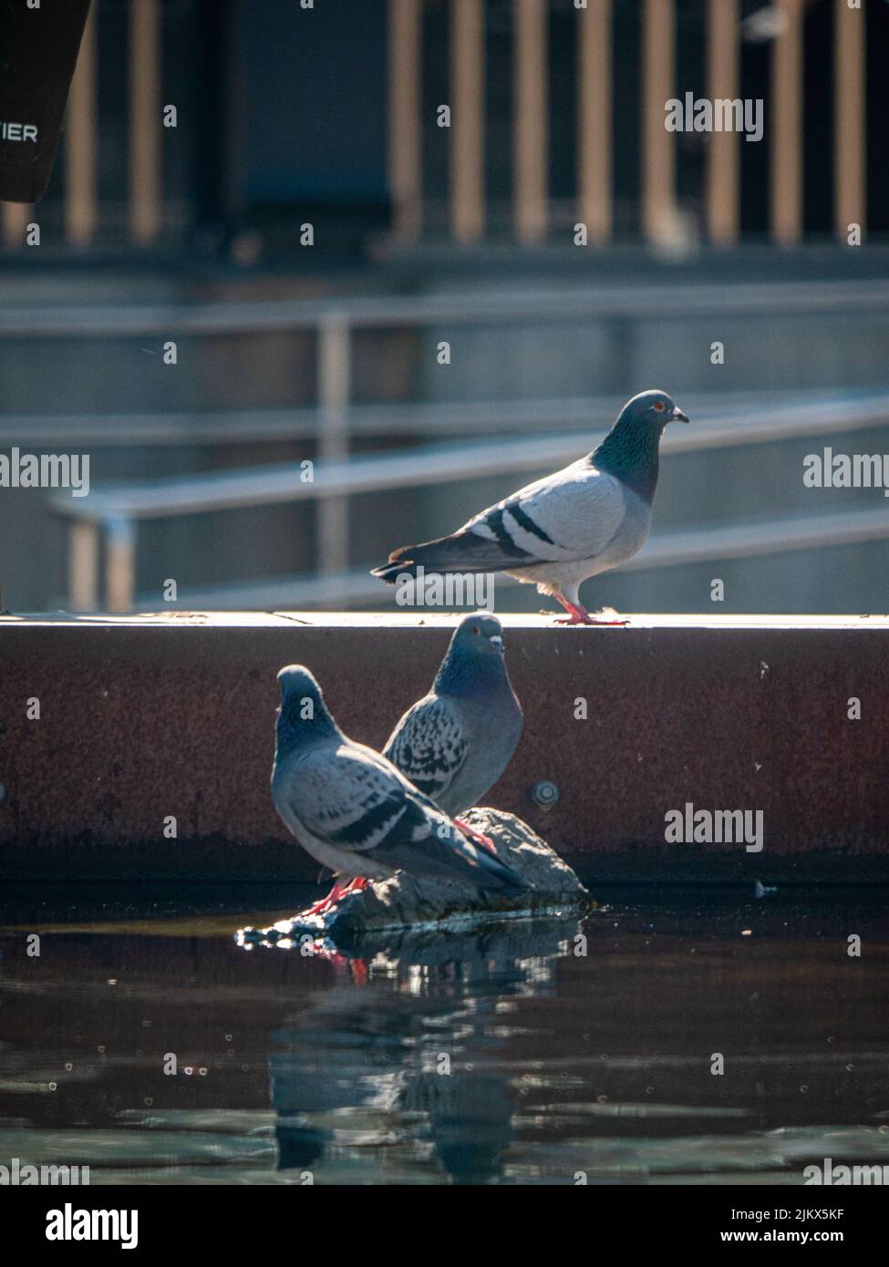 Eine vertikale Aufnahme von Tauben im Park Stockfoto