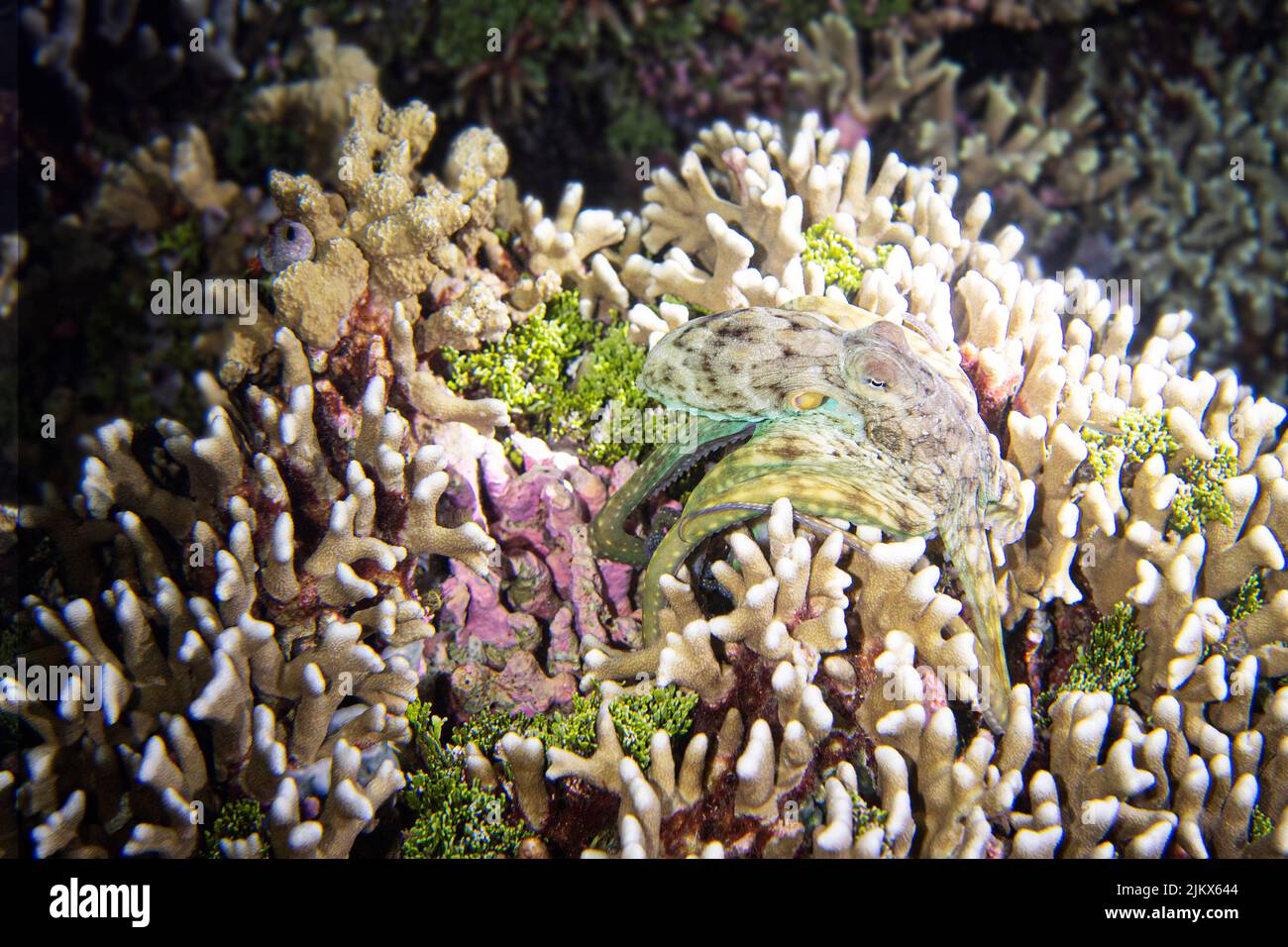 Eine Nahaufnahme des Tintenfischs im Korallenriff. Stockfoto