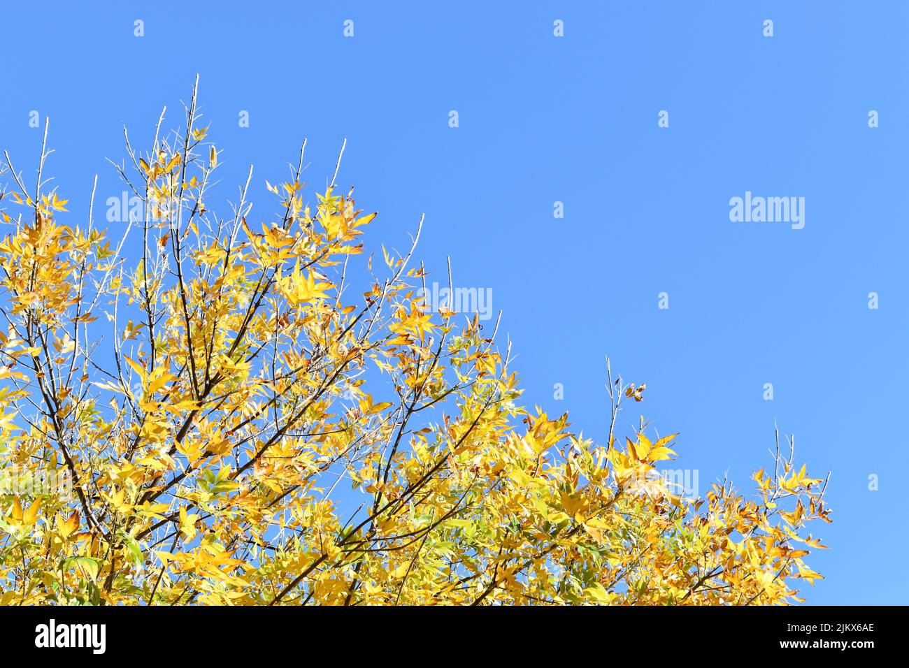 Gelbe Blätter Baum im Herbst Stockfoto