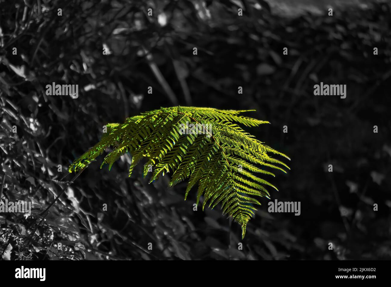 Eine selektive Farbaufnahme eines grünen Blattes Stockfoto